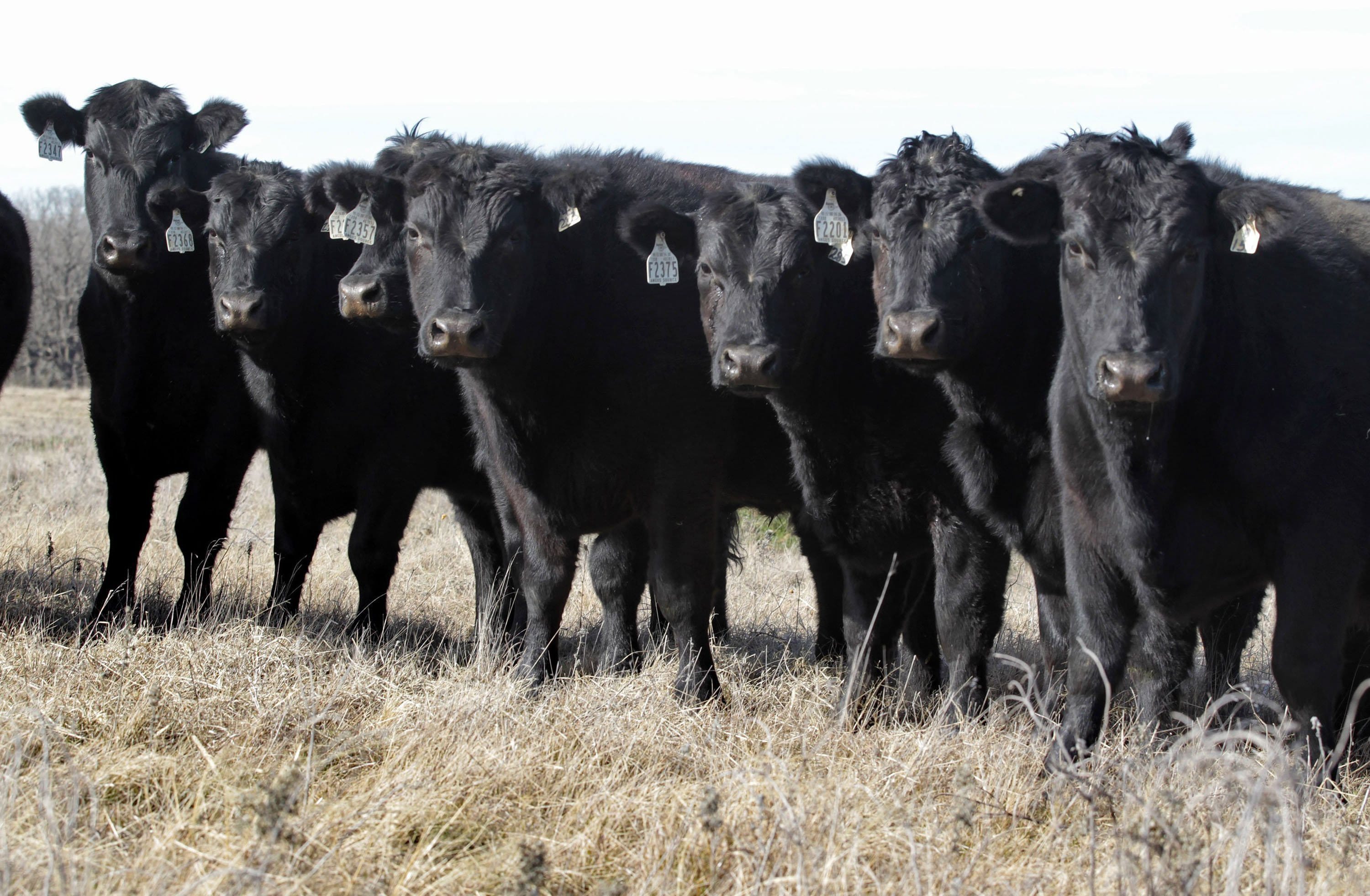 Jon Taggart raises cattle on native range grass on his ranch near Grandview, Texas.
