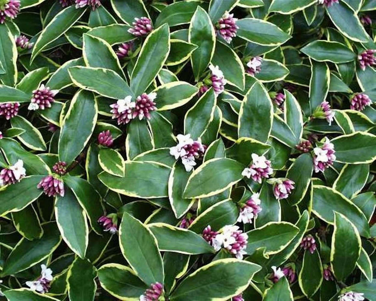 Cut flowering stems of Daphne odora &quot;Marginata&quot; for a luscious scent of spring in winter.