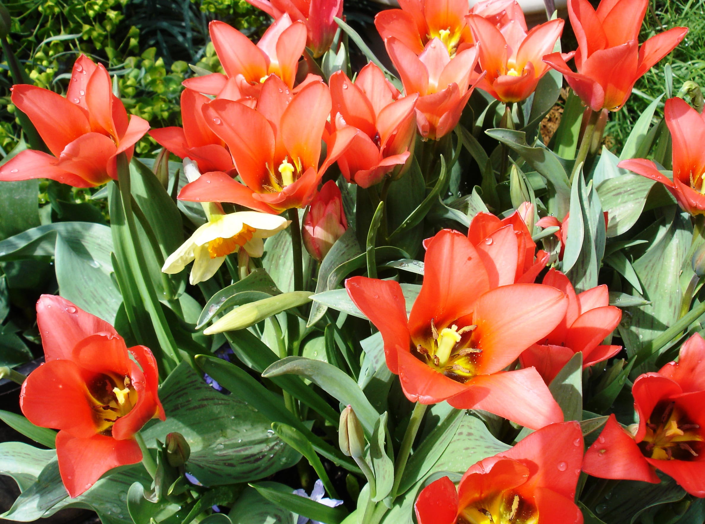 Tulipa 'Red Robin' is a species tulip that thrives in rock gardens and withstands rainy spring weather.