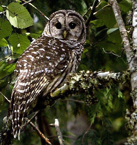 A barred owl is shown in a wilderness area Sept. 23, 2004 near Index, Wash.  In the West Coast marijuana-growing region known as the Emerald Triangle, scientists want to know whether rat poison spread around illegal pot plantations is killing northern spotted owls, a threatened species. But because it is so rare to find a spotted owl dead in the forest, the scientists will look at barred owls, an invasive cousin owl that's pushing spotted owls out of their territory.