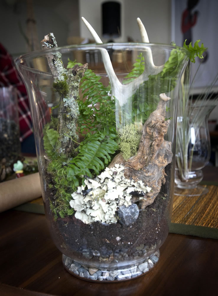 Tacoma artist Lisa Kinoshita has lately discovered the old-fashioned art of making terrariums, tiny gardens inside glass containers.
