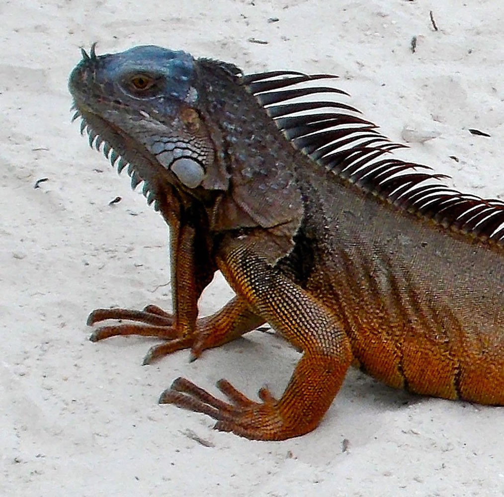 An iguana appears at a resort in Key Largo, Fla., in March.