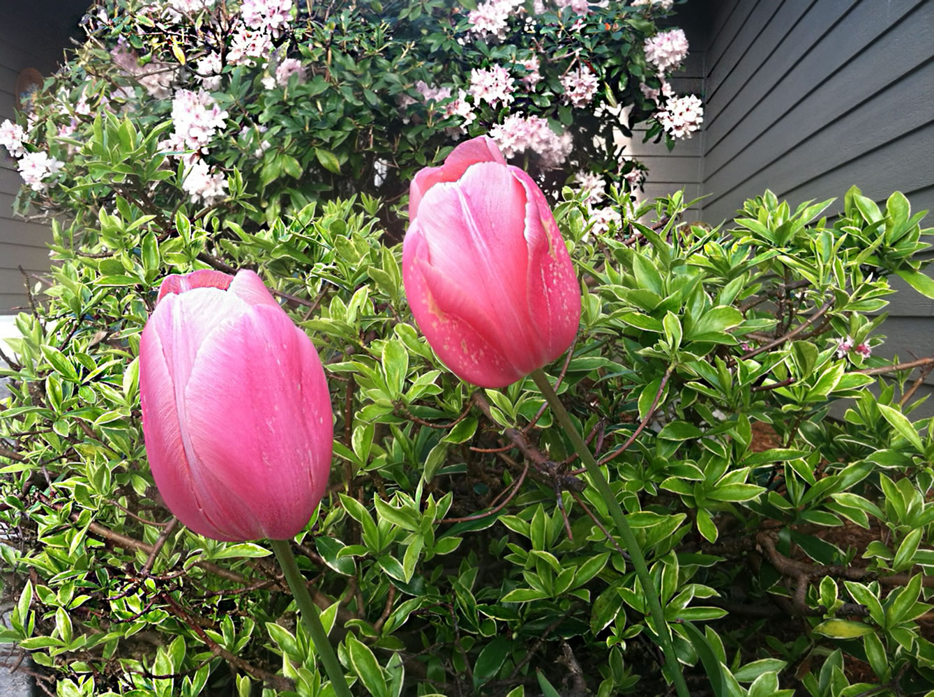 Tulips and rhododendrons bloom in a Vancouver yard.