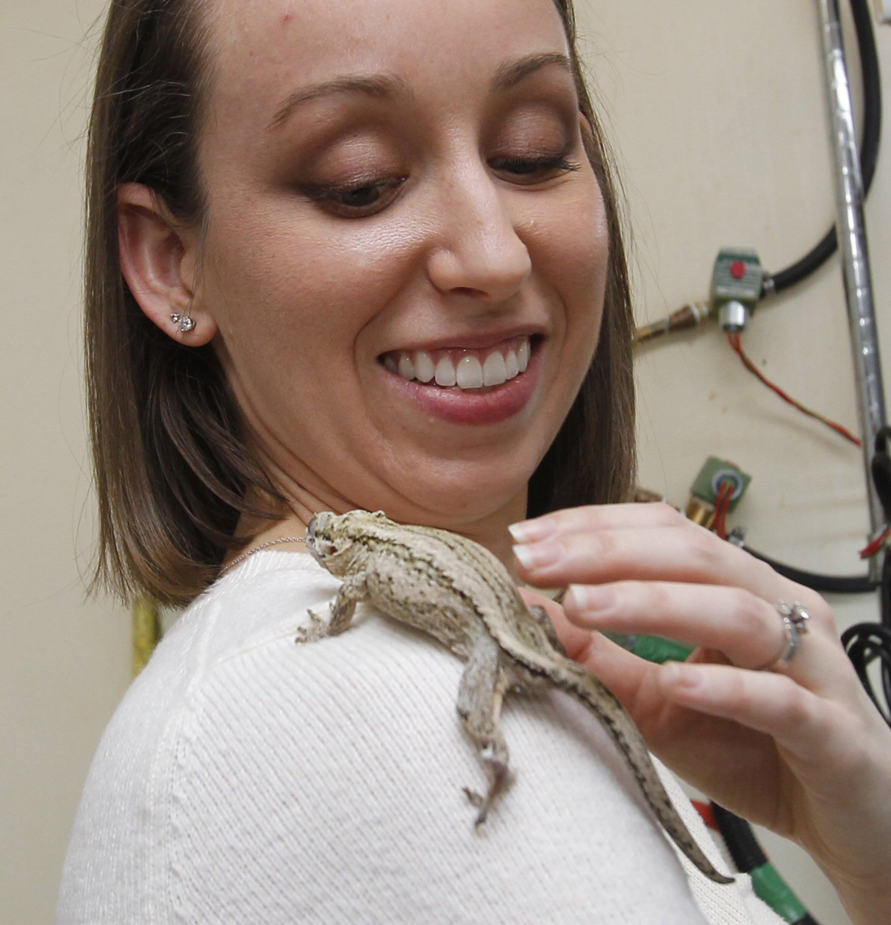 A gecko crawls on the shoulder of Alyssa Stark, a PhD candidate in the integrated bioscience program in the biology department at the University of Akron in Akron, Ohio.