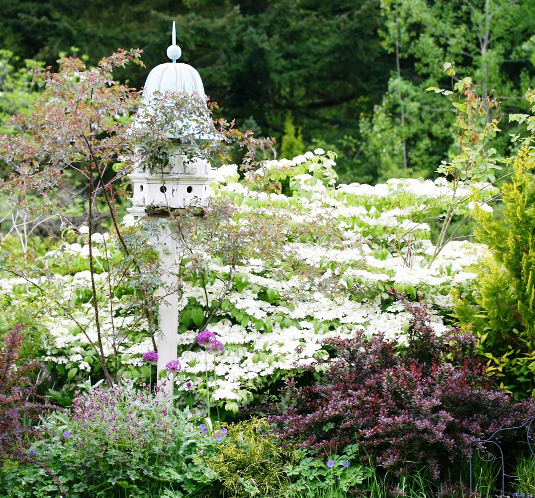 A large bird house, a lace-cap viburnum and a purple barberry add focus, depth and texture to the midspring garden.