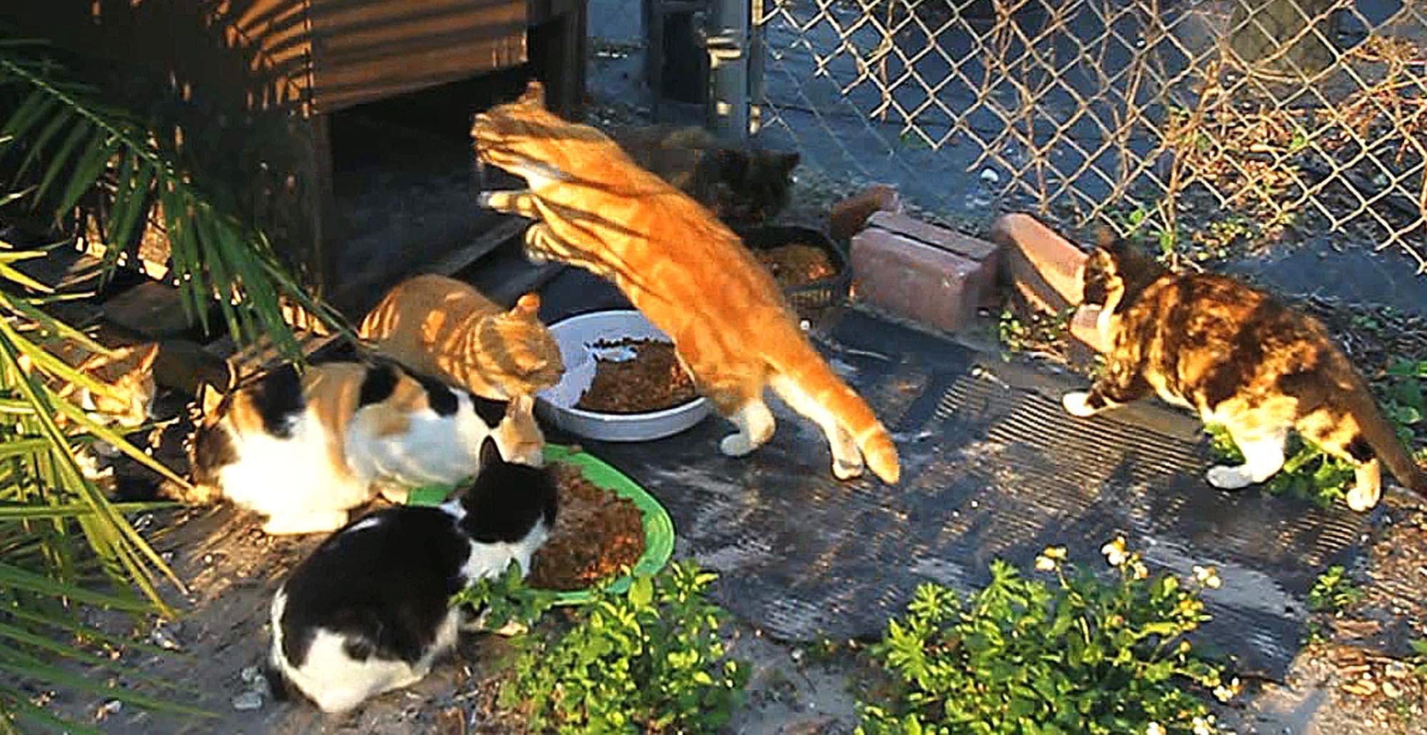 Several cats gather to eat food placed by Therese Marchelos at one of her feral cat shelters in Orlando, Fla.