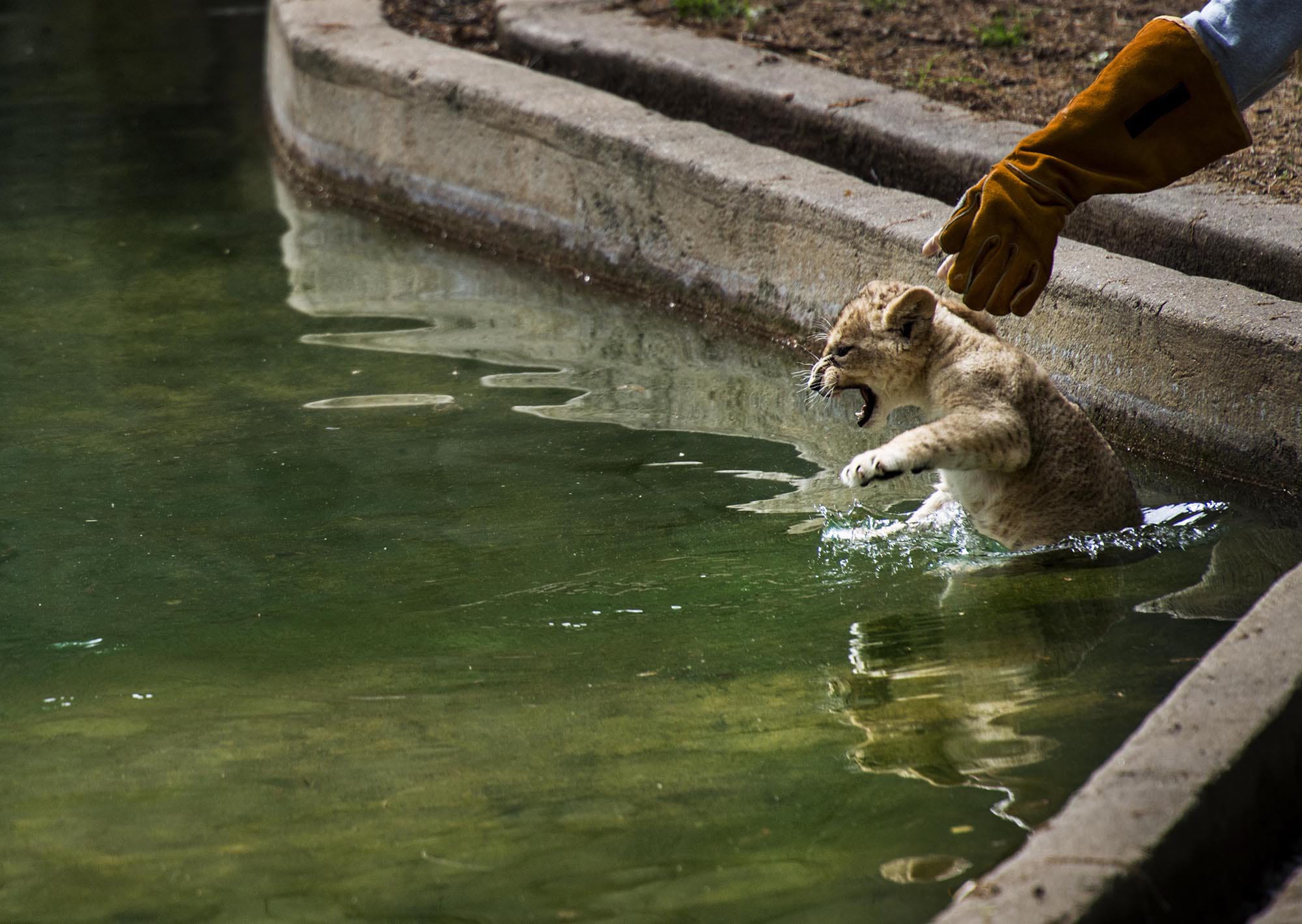 Melina Mara/Washington Post
Biologist Leigh Pitsko drops the first, a male, of four African lion cubs into the water for their first swim under the watchful care of National Zoo staff in Washington.