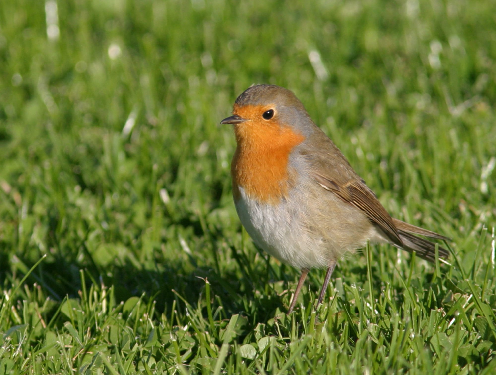 Henrik Mouritsen
European robins, such as this one, cannot use their magnetic compass when it is exposed to urban electromagnetic noise in the AM radio frequency range.