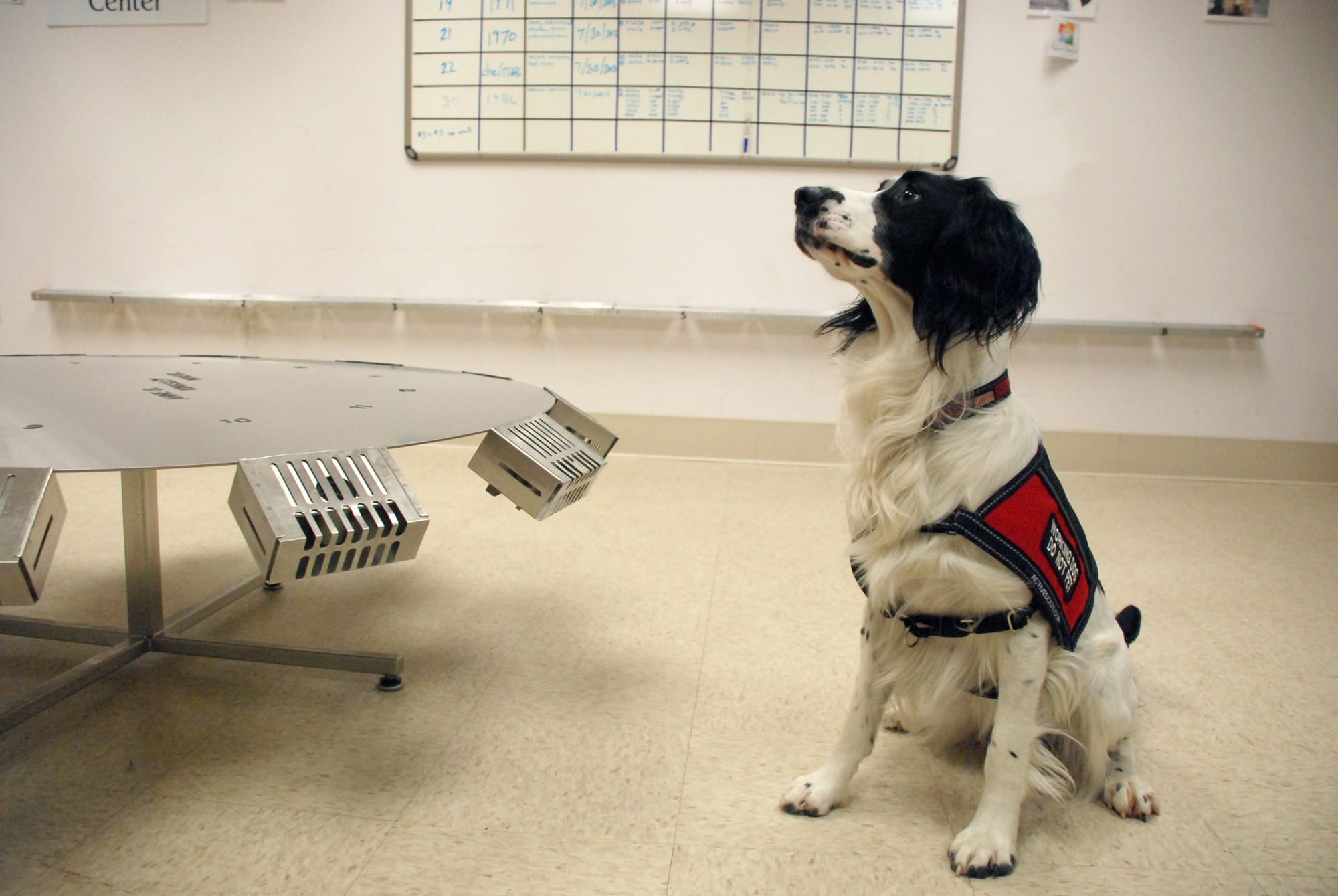 University of Pennsylvania Veterinary School
Cancer detection dog McBaine, seen this month at the University of Pennsylvania Veterinary School, is trained to sniff out the odors that indicate a woman has ovarian cancer, a disease that has no effective test for early detection.