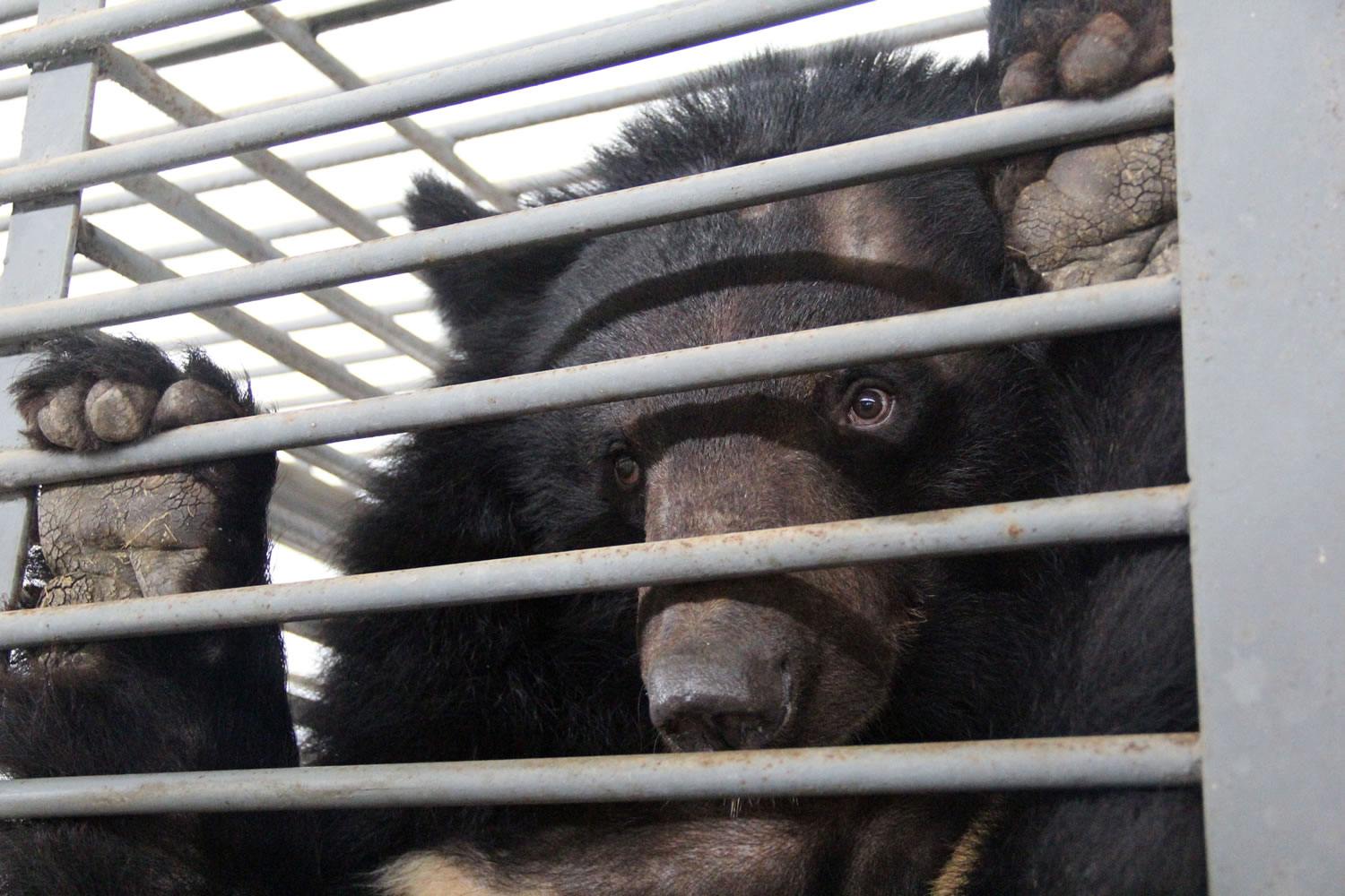 Animals, Asia
An Asiatic black bear looks out from a cage at the bear farm operated by Flower World in the southern Chinese city of Nanning in March.