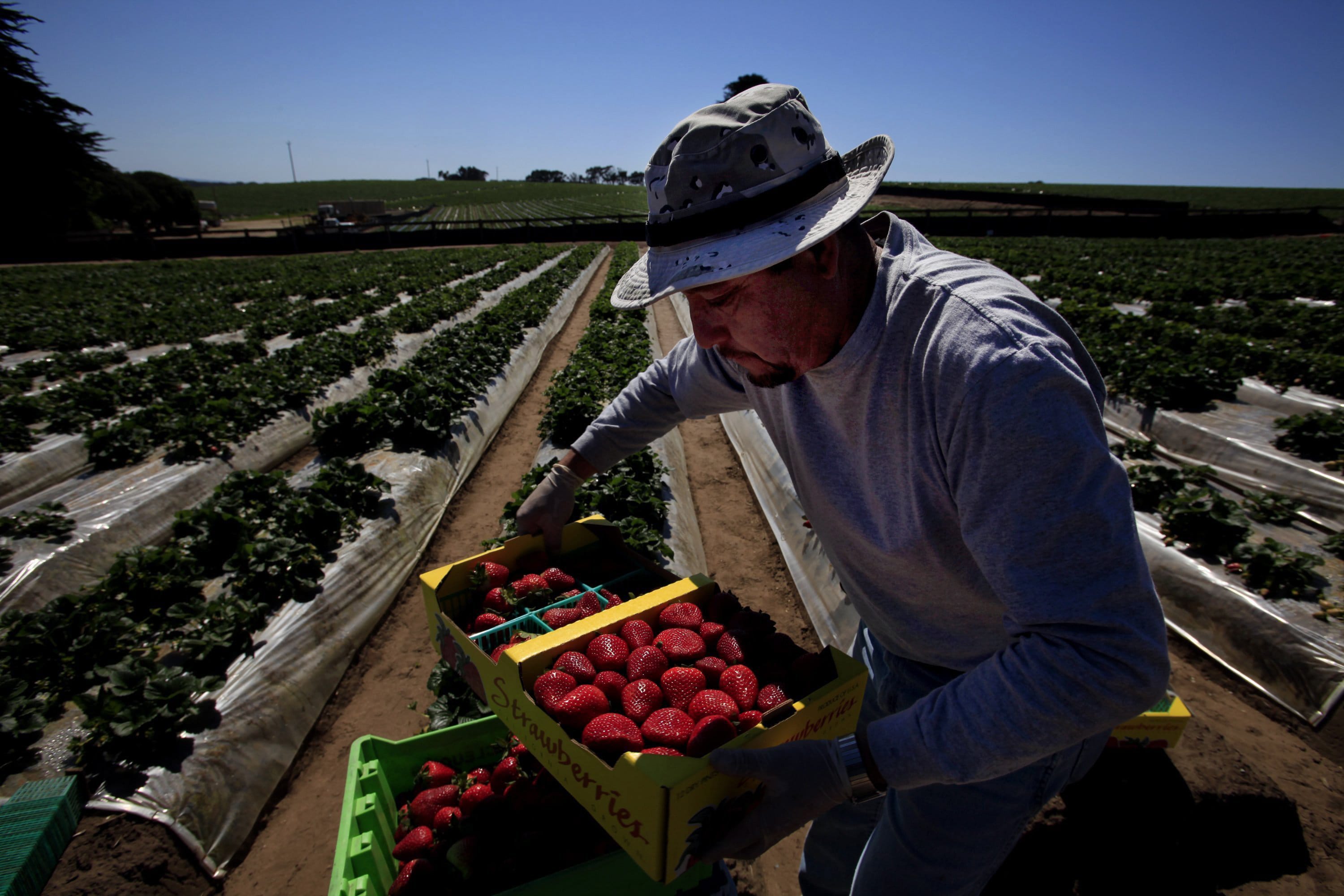 Roberto Alanis works in a strawberry field in Watsonville, Calif., on April 7.