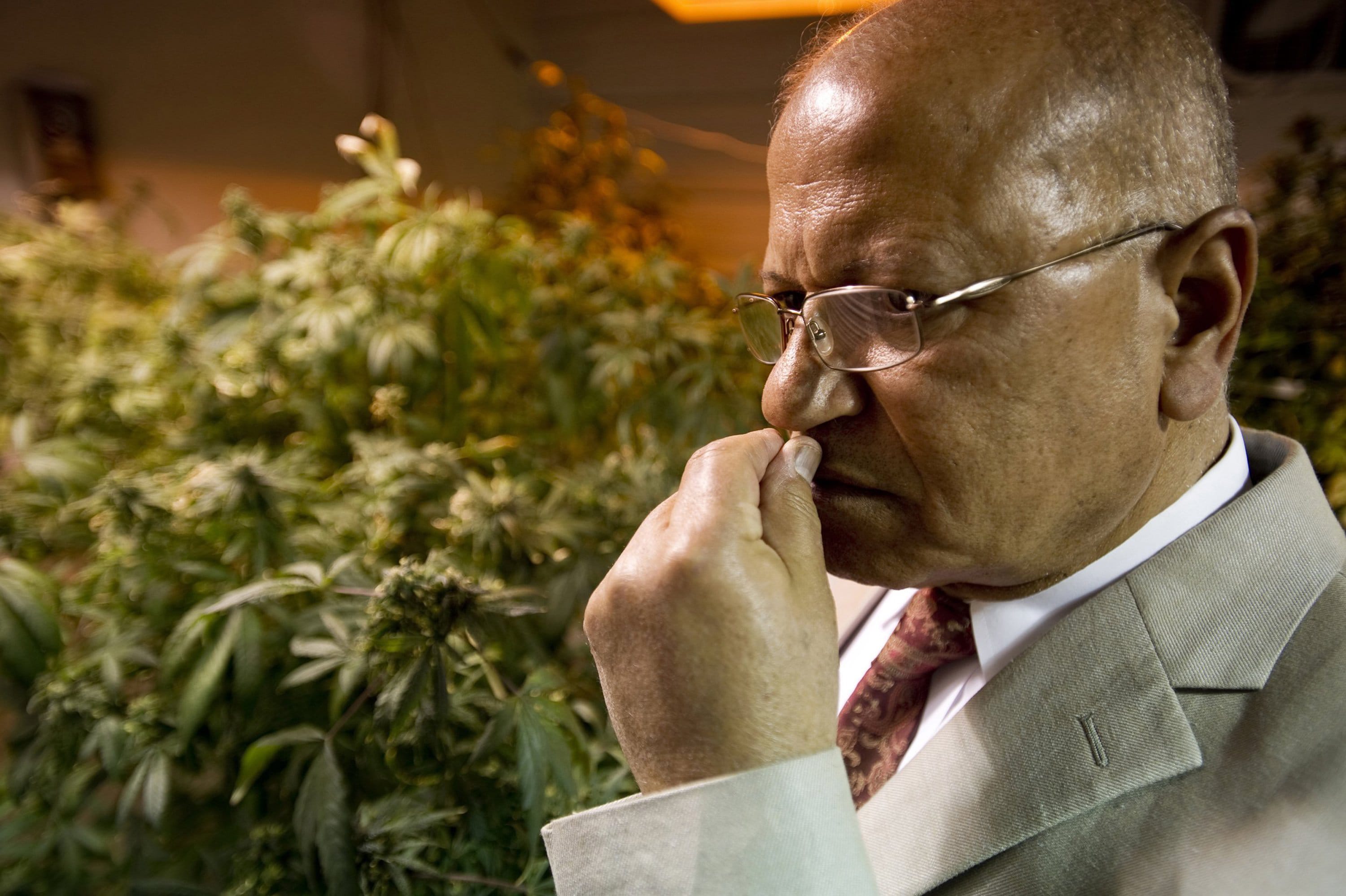 Dr. Mahmoud ElSohly smells the aroma of marijuana on his hand after touching one of the plants brwon at the Coy W.