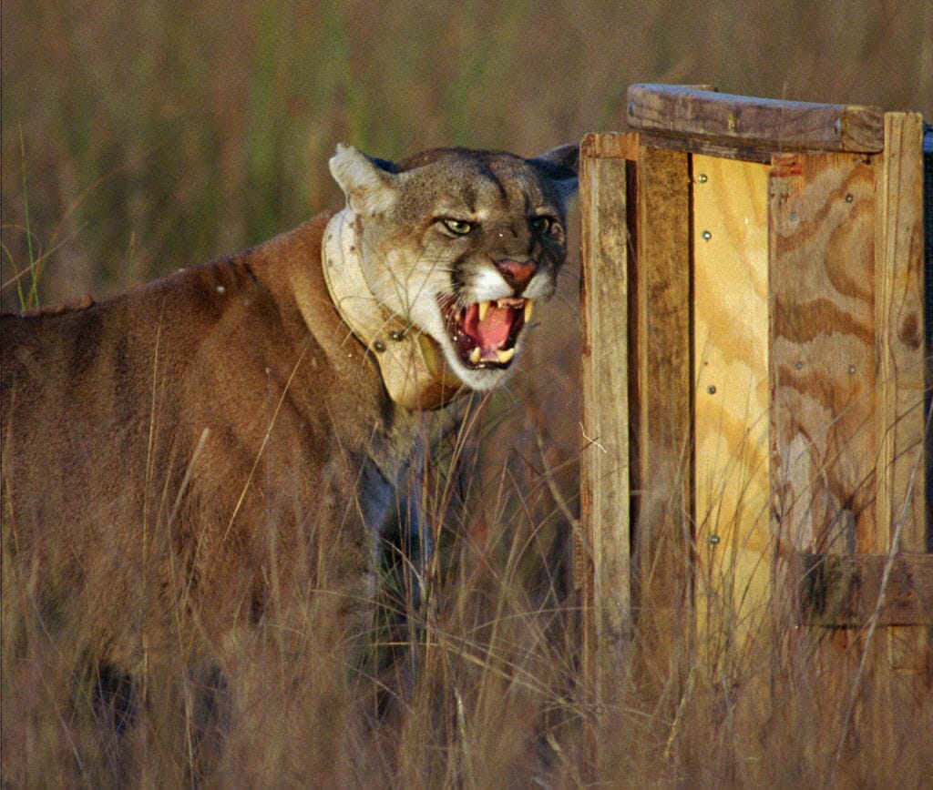 An adult male Florida panther growls as he leaves his shipping container to enter his new home at Big Cypress National Preserve, Fla.