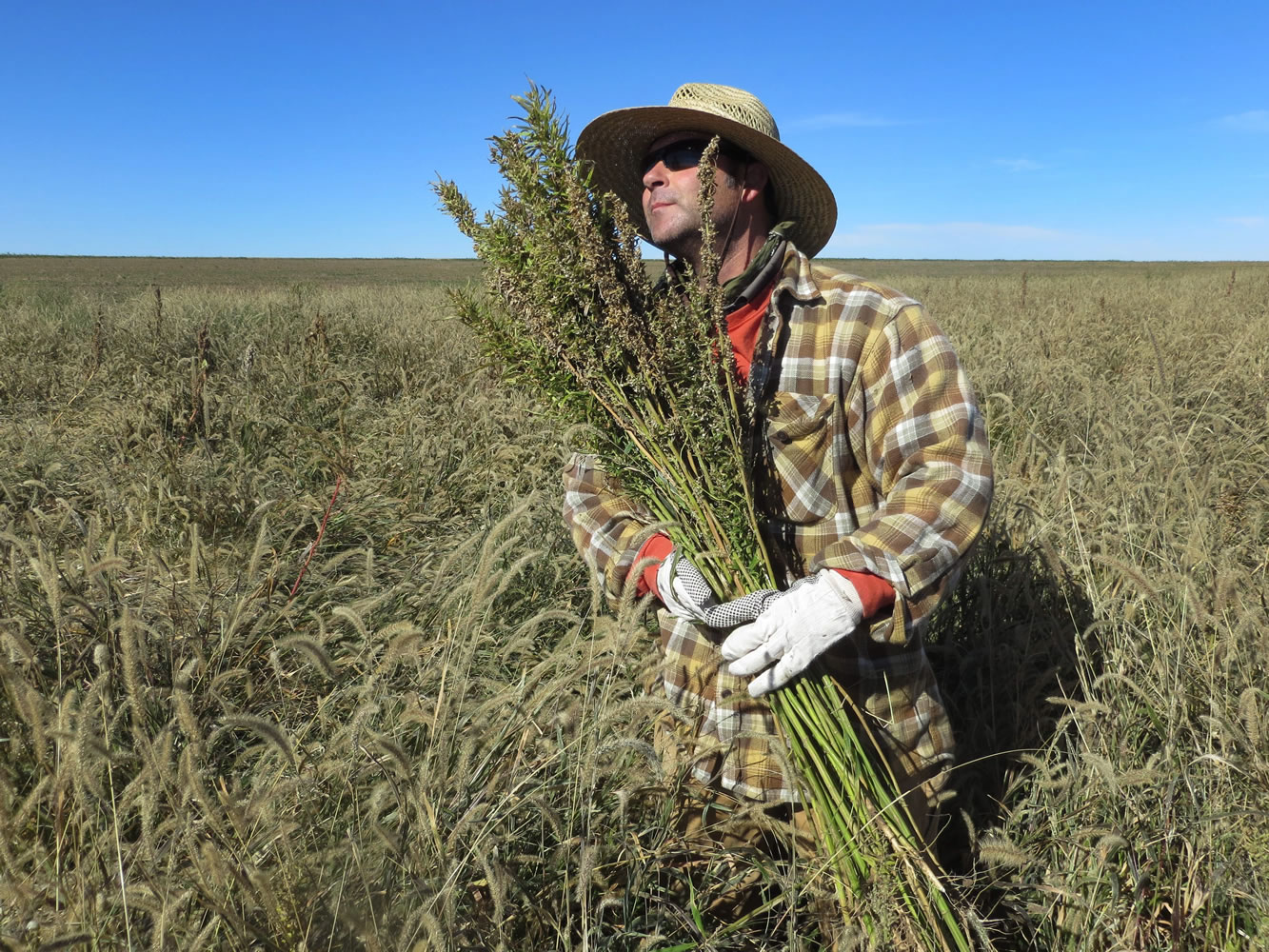 Hemp chef Derek Cross helps harvest hemp in October during the first known harvest of the plant in more than 60 years in Springfield, Colo.