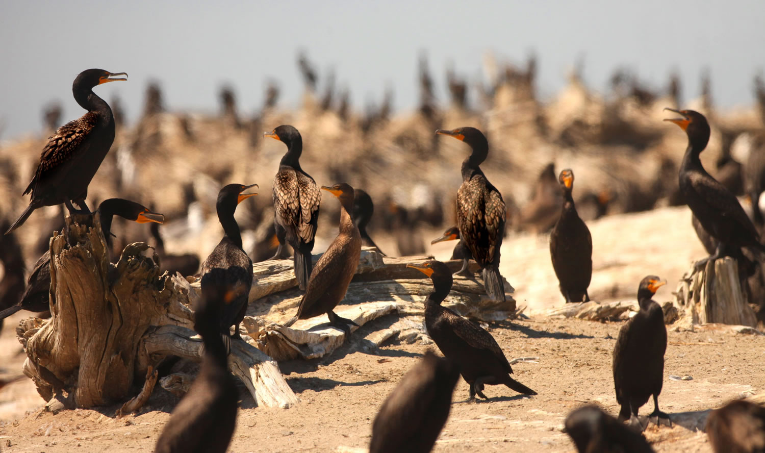 The U.S. Army Corps of Engineers has proposed killing nearly 16,000 double-crested cormorants near the mouth of the Columbia River to protect the endangered fish they eat.