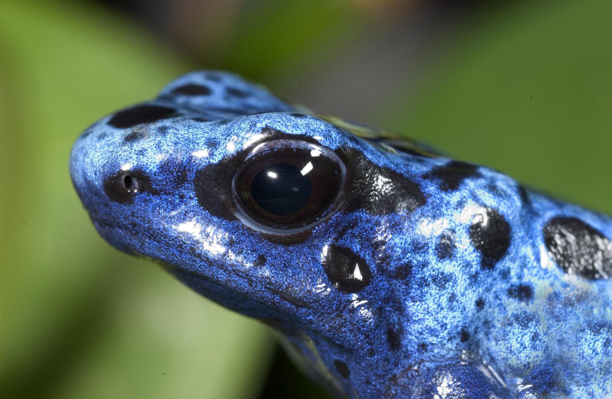 Oregon Zoo
Blue poison dart frogs are great dads, staying with the eggs to protect from insects or dehydration.