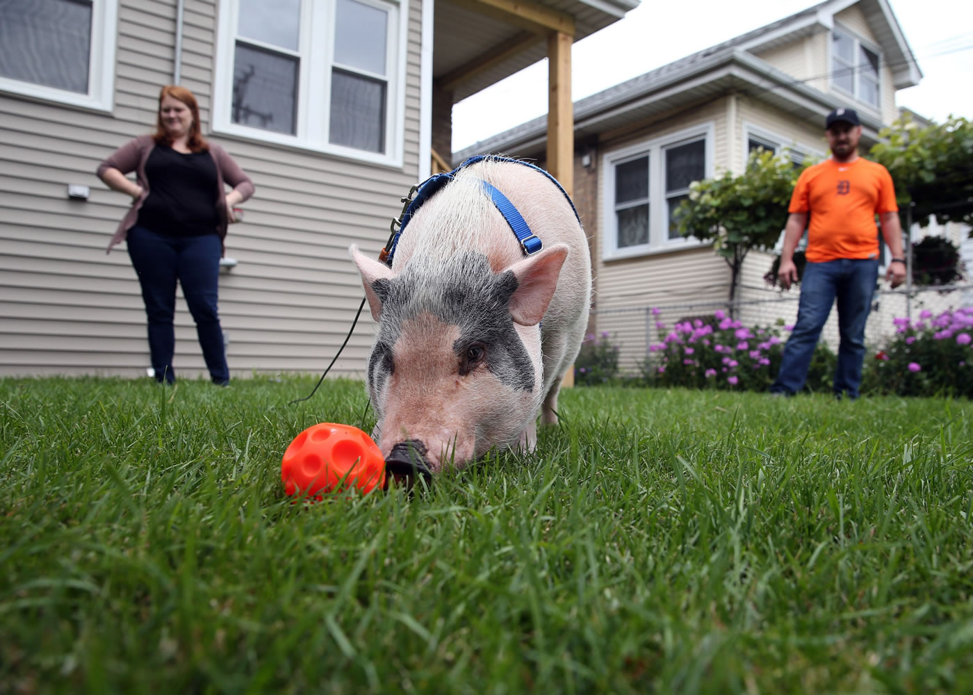 Jennifer Folino, her husband Matt Folino and their pet pig Linus settle into their new home July 25 on the northwest side of Chicago.
