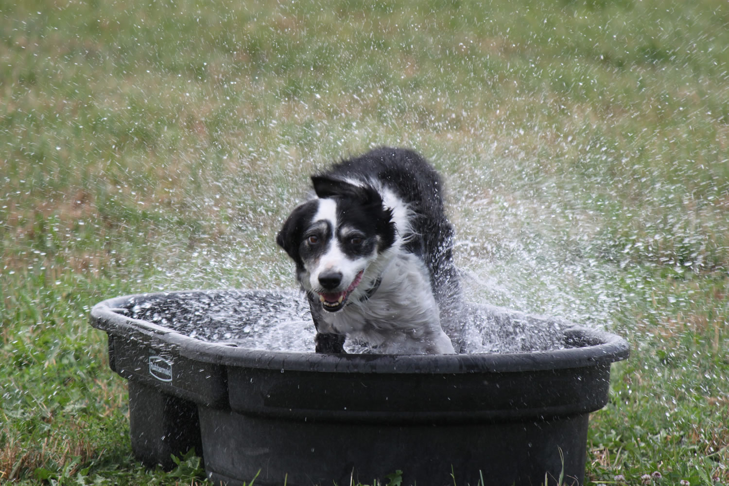 Butch, owned by Angie Untisz of Bend, Ore., cools off after competing in the open class round of the Lacamas Valley Sheepdog Trial at the Johnston Farm in Camas on Friday.