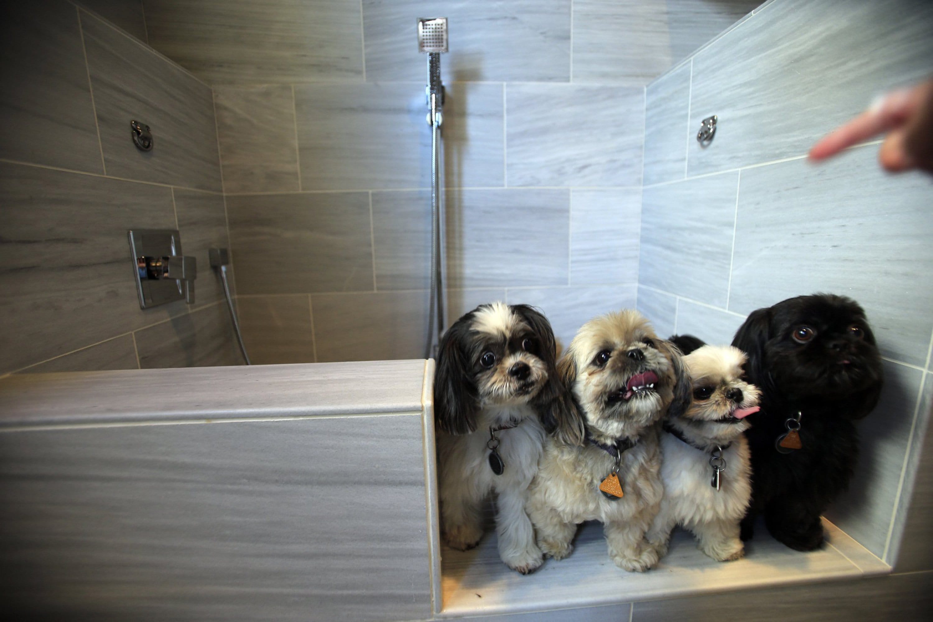 From left, Boo, Olivia, Buzz and Buddy, all dogs belonging to a Standard Pacific employee, check out the pet spa suite option in the new homes in their Avignon development at the new Blackstone community Aug. 4, 2014 in Brea, Calif. Amenities in the pet suite include a step-in wash station with a hand-held shower spray, a commercial-sized pet dryer, bunk beds, cabinets for toys and treats, a flat screen TV, and a washer-dryer, just for the pets.