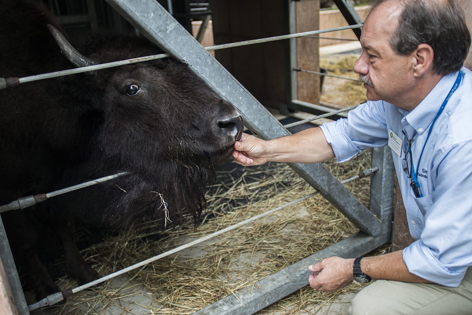 Steve Sarro, curator at the National Zoo in Washington, feeds biscuits to a bison at the zoo on Aug.