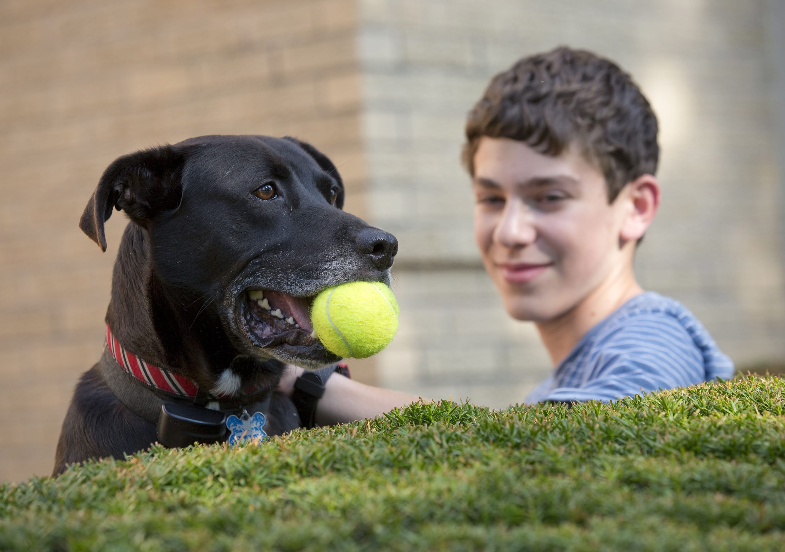 Jacob Rubin, 14, plays with his dog Bailey at his home in Long Grove, Ill., on Friday. Rubin and his brother Jonathan signed up their dog -- Bailey D.