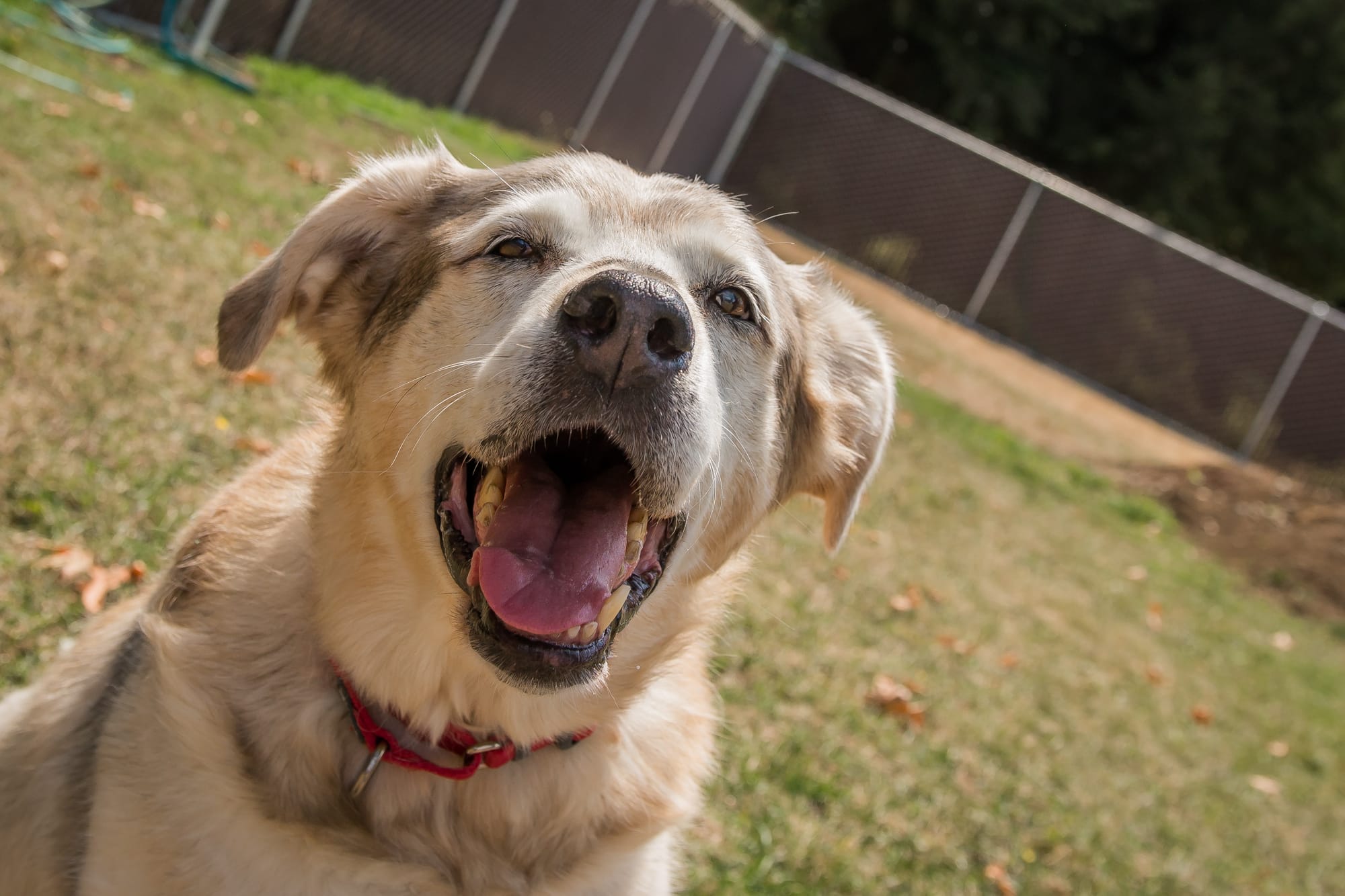This is Kelsie and she is looking for a place to live out her golden years. She has plenty of energy and likes to play. Kelsie adores people and would like to meet any kids or dogs with whom she may be living. Adopt her today!