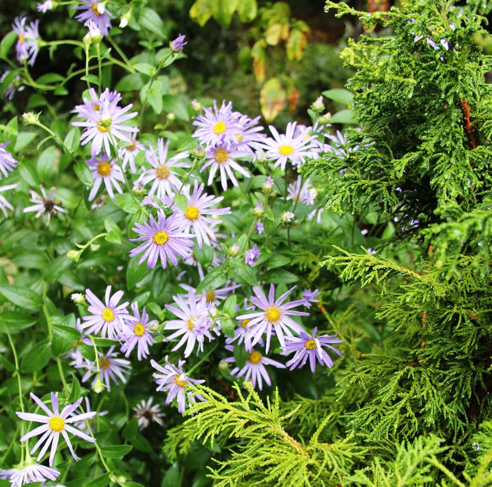 Robb Rosser
As summer turns to autumn, the pairing of a golden Hinoki cypress and the Aster 'Wonder of Staffa' encourages us to take a chance with new seasonal plant combinations.