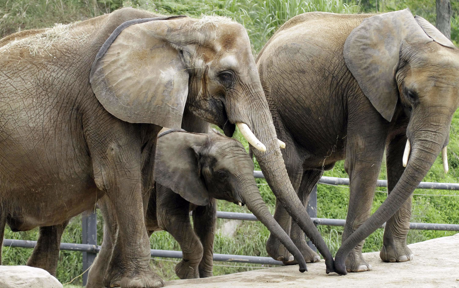 Moja, left, a 28-year-old African elephant, and her daughters, Zuri, 3, and Victoria, 11, all born at the Pittsburgh Zoo