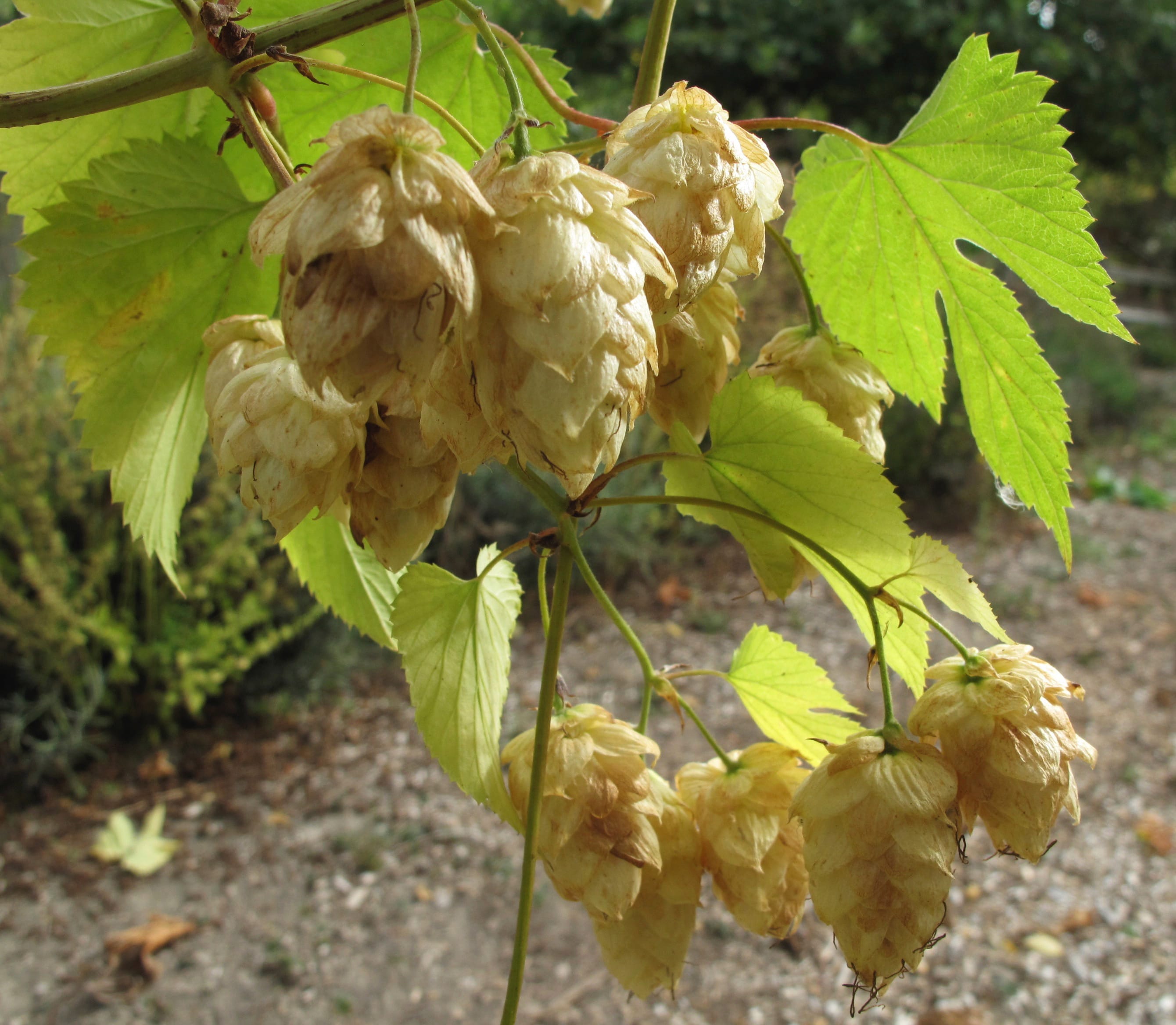 Hop harvests are in full swing in the Yakima Valley.