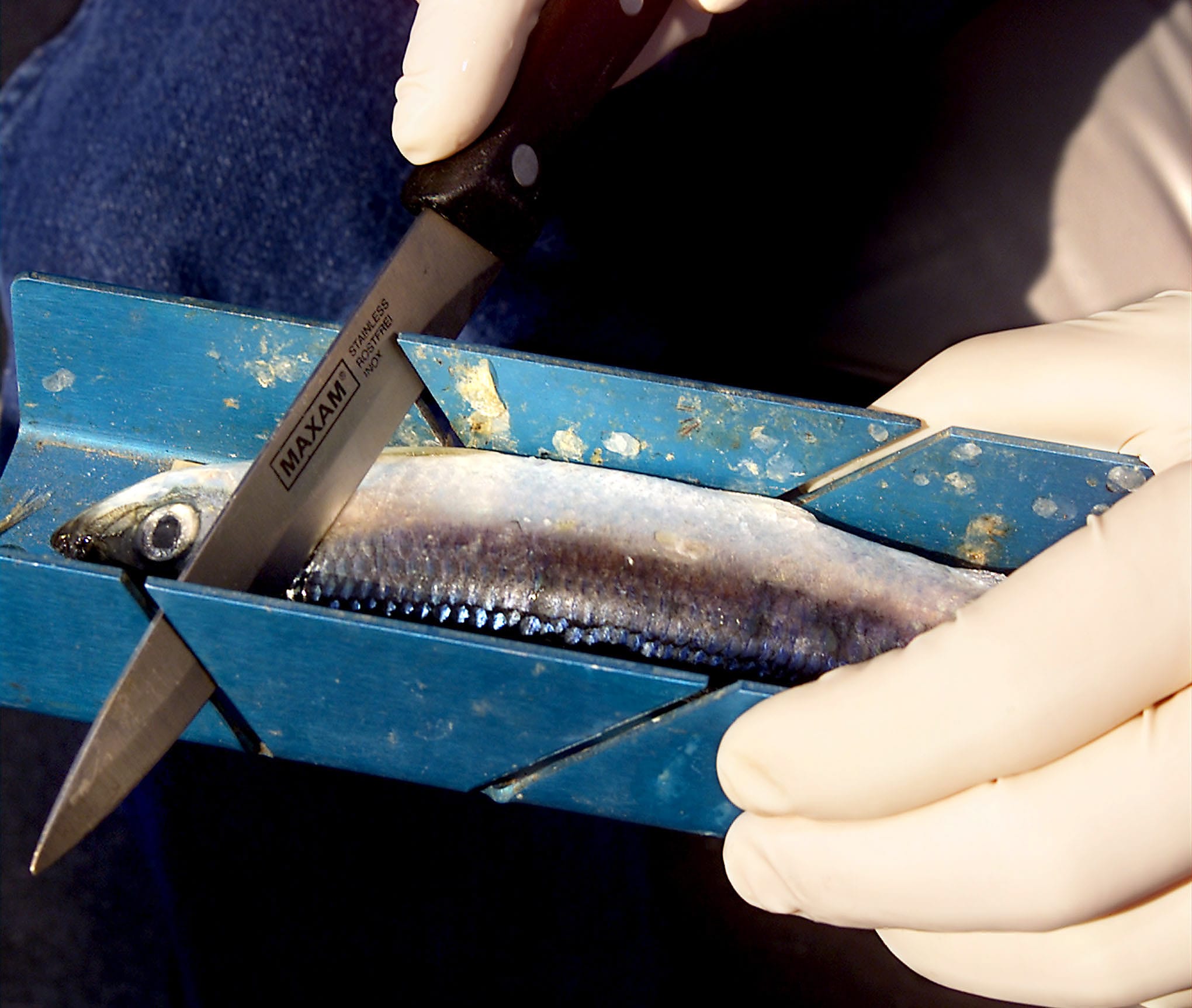 A guide plug cuts a herring with a miter box to get the correct roll to entice a chinook.