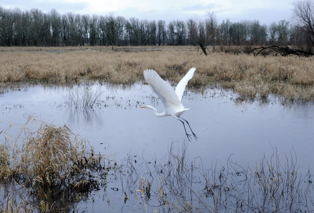 An egret takes to the air Saturday at the Ridgefield National Wildlife Refuge in Ridgefield, in the River &quot;S&quot; Unit.