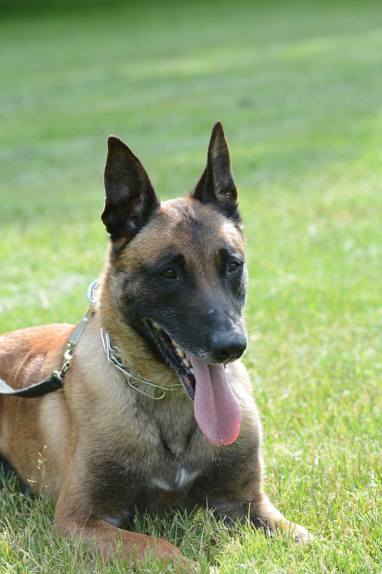Ike, a Vancouver Police dog, died following stab wounds he received while pursuing a suspect Sept. 1.