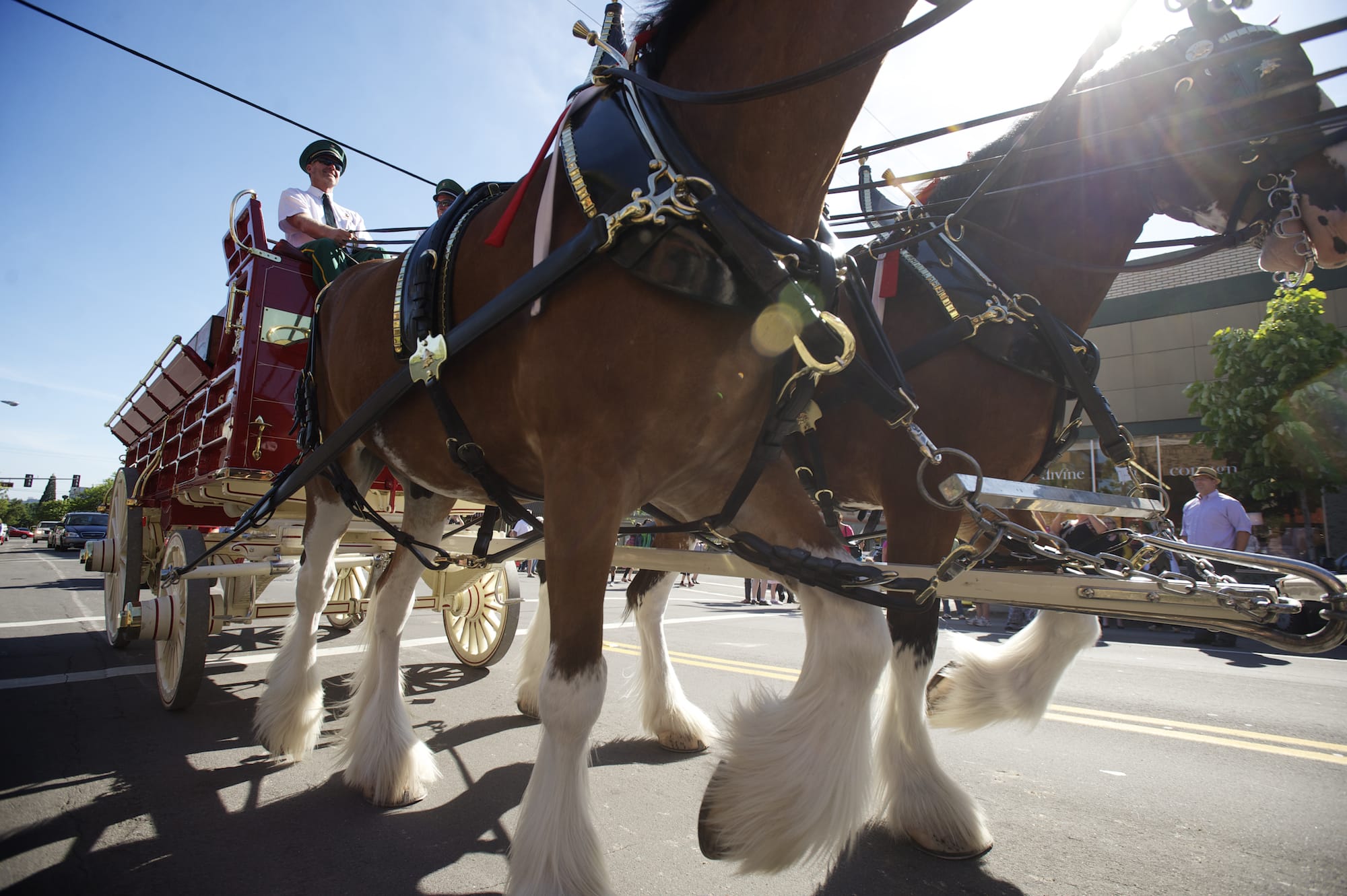 Budweiser's team of Clydesdales clops north on Main Street during a Thursday afternoon appearance in Vancouver. The team, in town for Saturday's Rose Festival Grand Floral Parade, will be on view at the Clark County Event Center at the Fairgrounds from 11 a.m. to 2 p.m. today and 10 a.m. to 12:30 p.m.