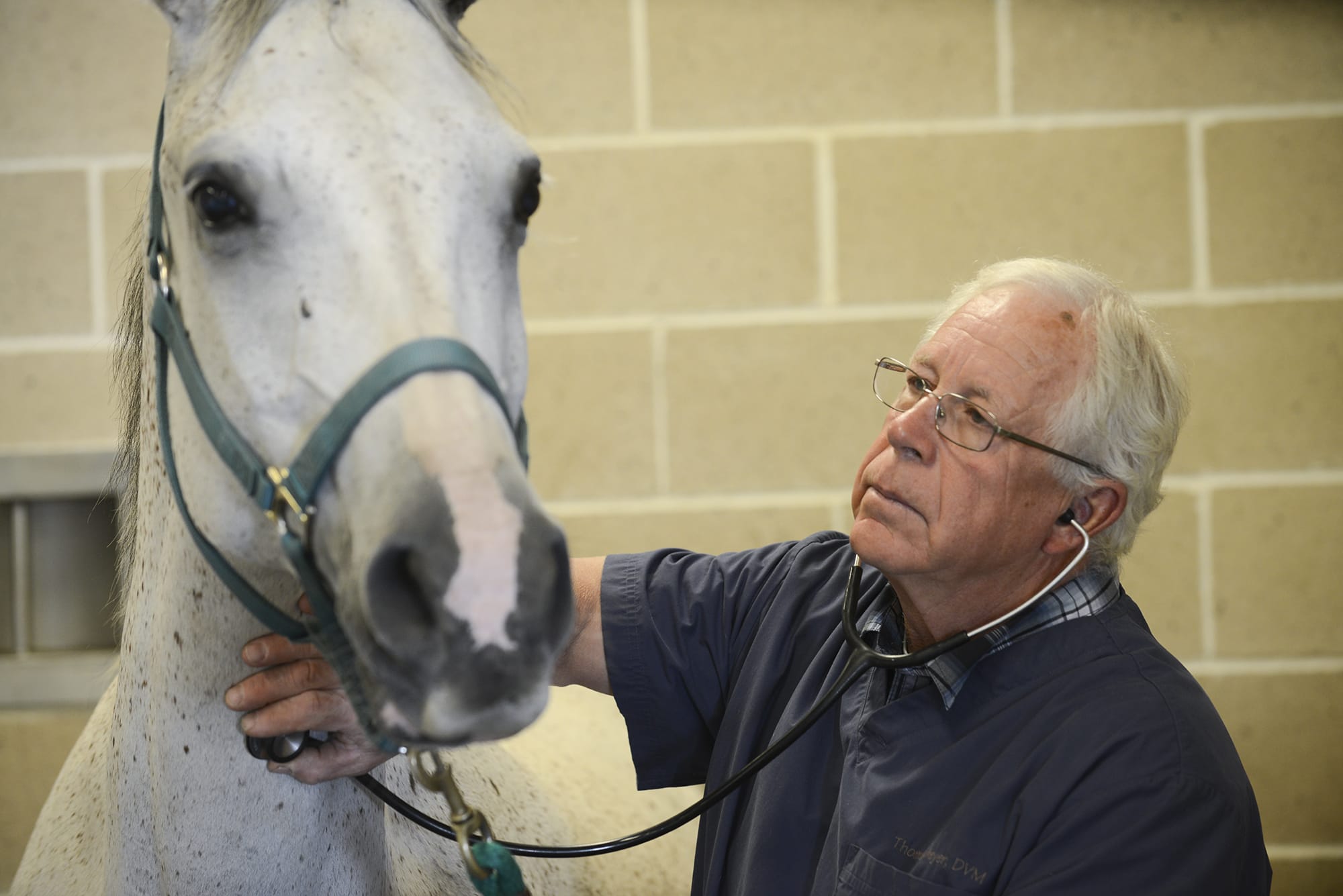 Veterinarian Thomas Meyer examines a Shagya Arabian horse before surgery at Mountain View Veterinary Hospital on Tuesday, September 8, 2015. Meyer was recently named president-elect of the American Veterinary Medical Association.