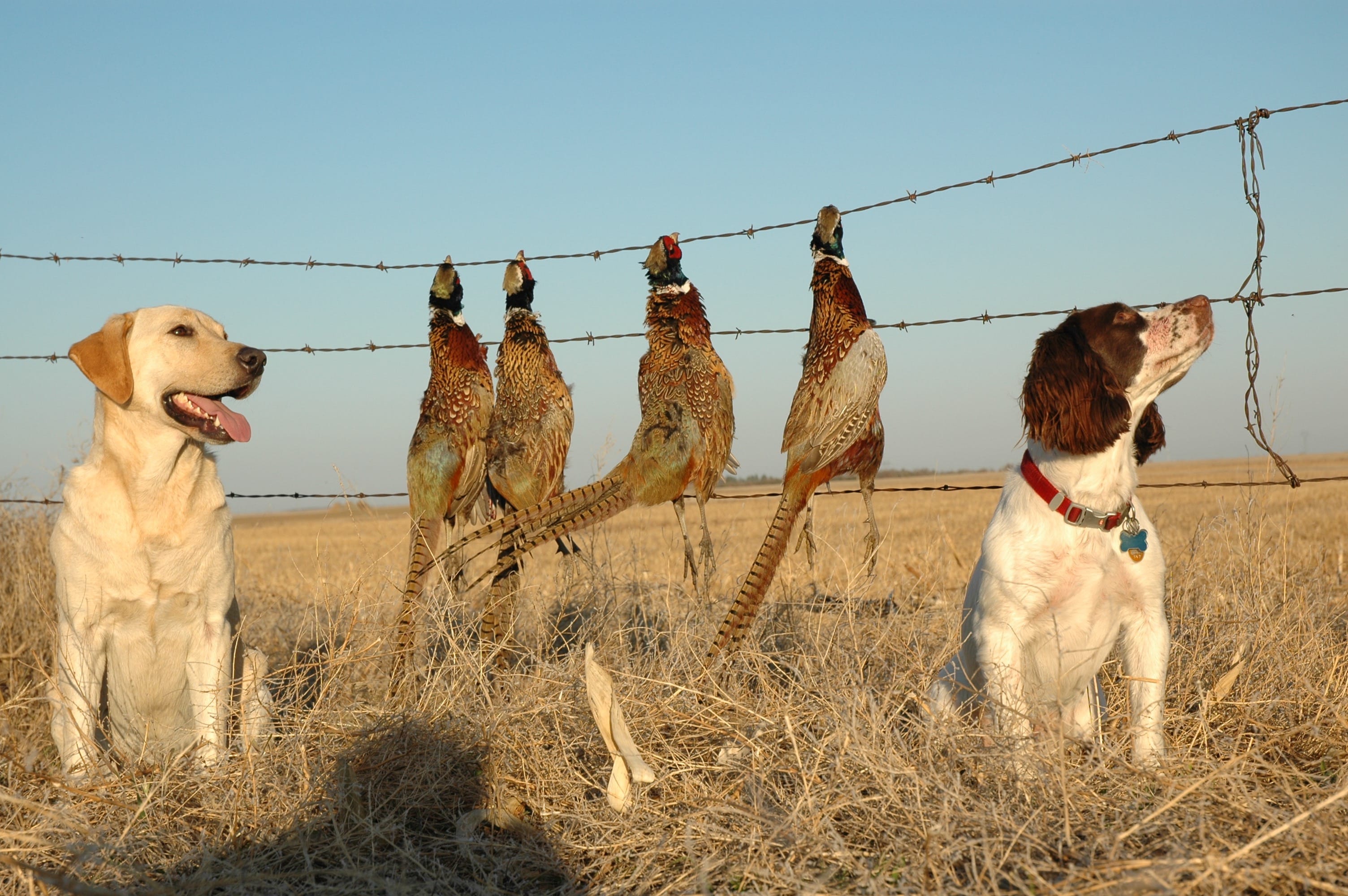 A record-dry June followed by a dry summer should mean good survival of young pheasants in Eastern Washington.