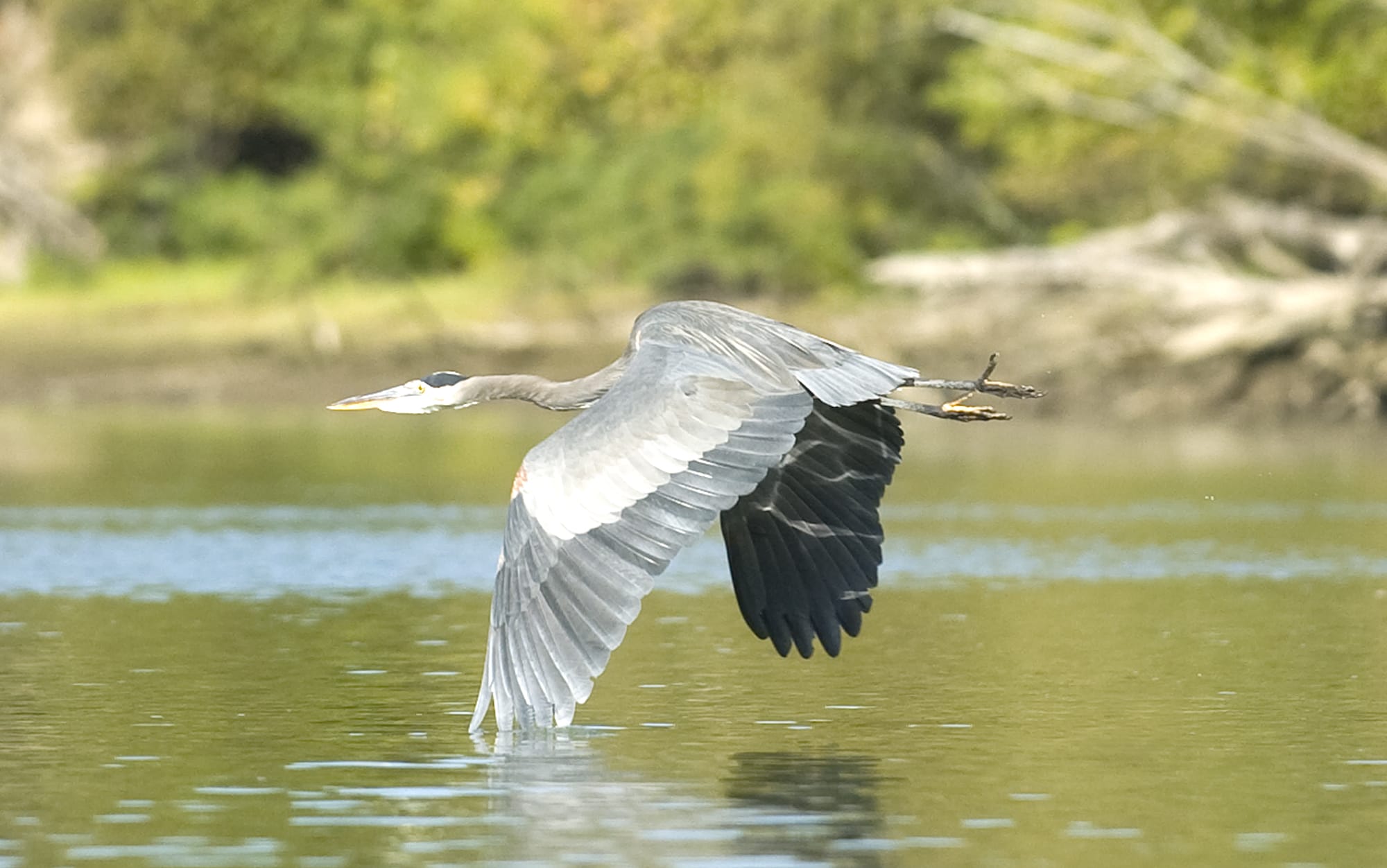 A Blue Heron takes flight from Lake River near Ridgefield.