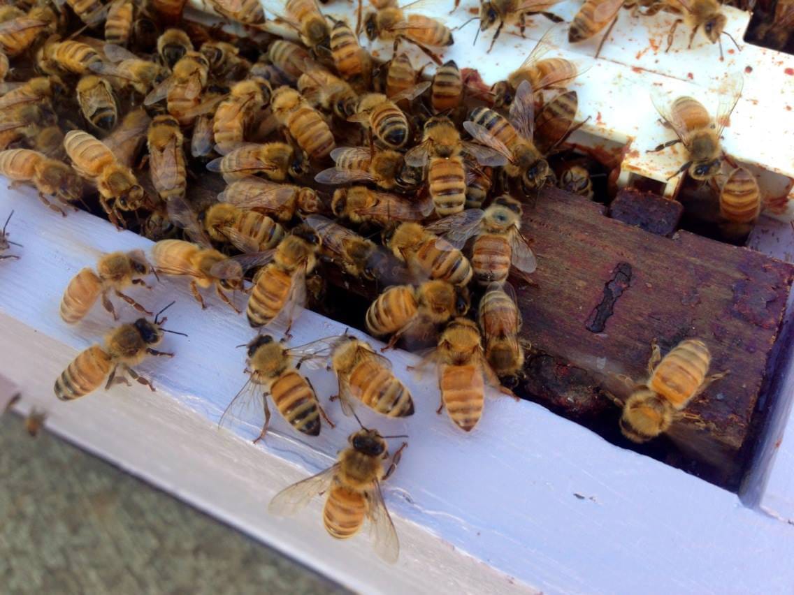 Honeybees crowd their way into a bee box placed in the Whipple Creek Place neighborhood after a wayward swarm took up residence in a neighborhood tree.