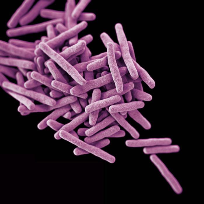 This 3-D illustration depicts a cluster of rod-shaped drug-resistant Mycobacterium tuberculosis bacteria, the pathogen responsible for causing the disease tuberculosis.
