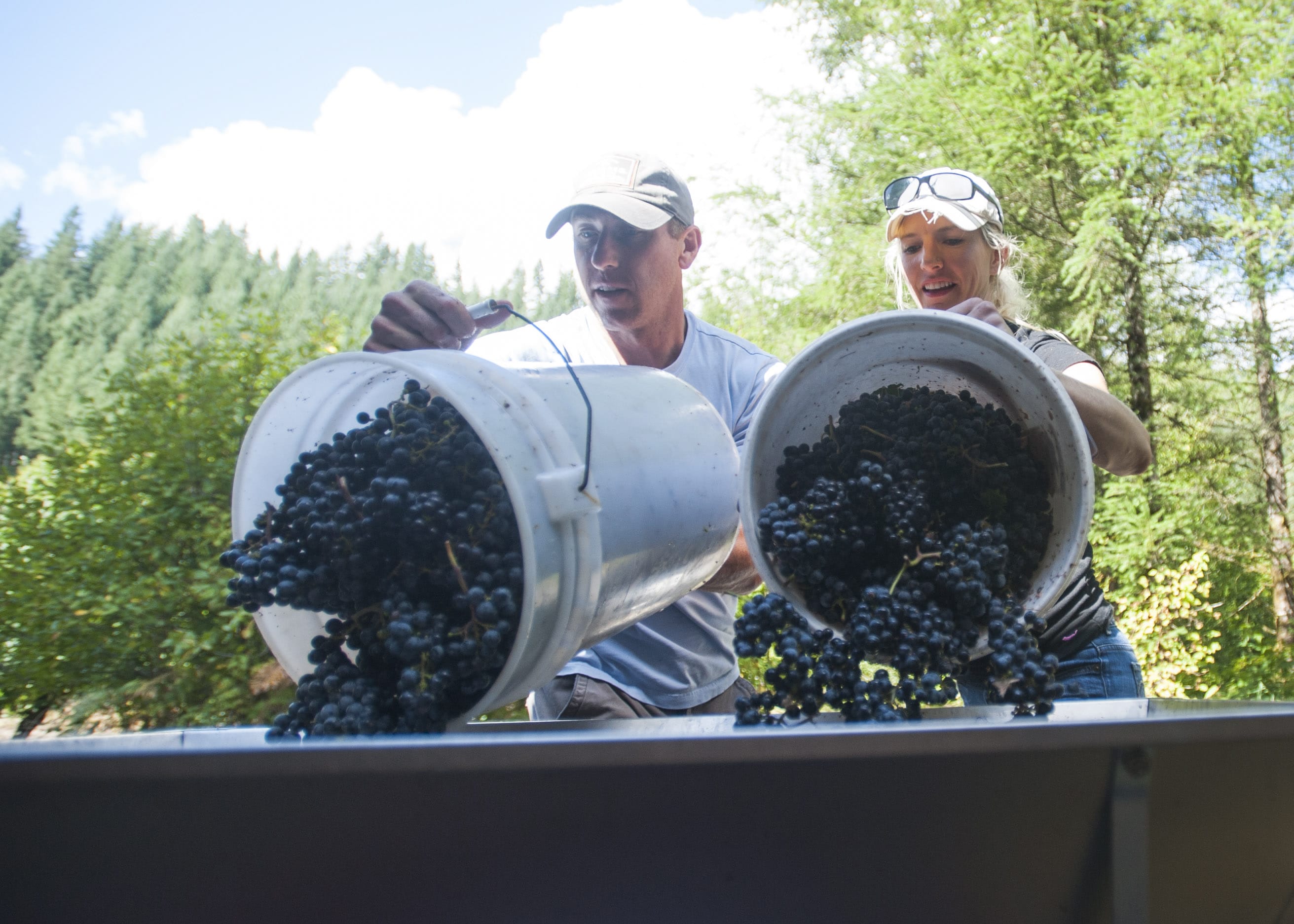 Winemaker Dan Brink, left, and Destiny Fuller throw buckets of grapes in to a crushing and de-stemming machine at Pomeroy Cellars in Yacolt on Sept. 2. The grapes, which were sourced from Eastern Washington, will be made in to a merlot wine.