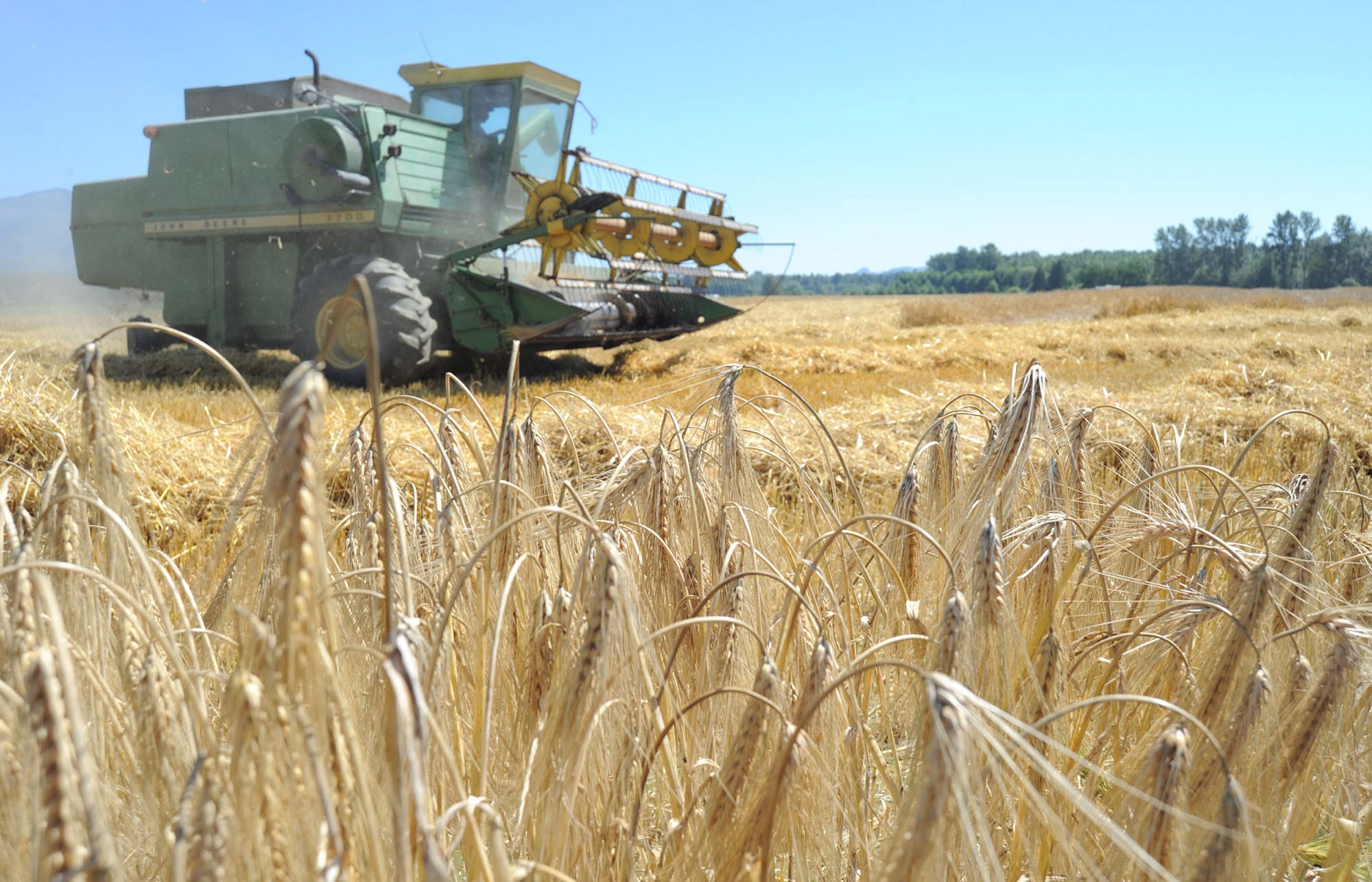 Four years after embarking on a mission to raise the value of locally grown grain, the team at Skagit Valley Malting Co. in Burlington is nearly ready to move into production.