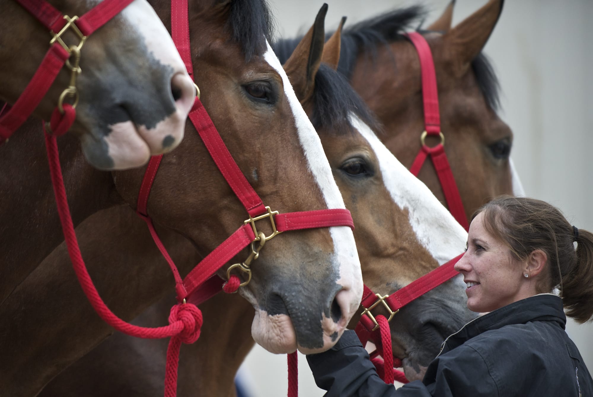 Trainer Dana Cook helps tend a Clydesdale draft horse, part of the famous Budweiser team.