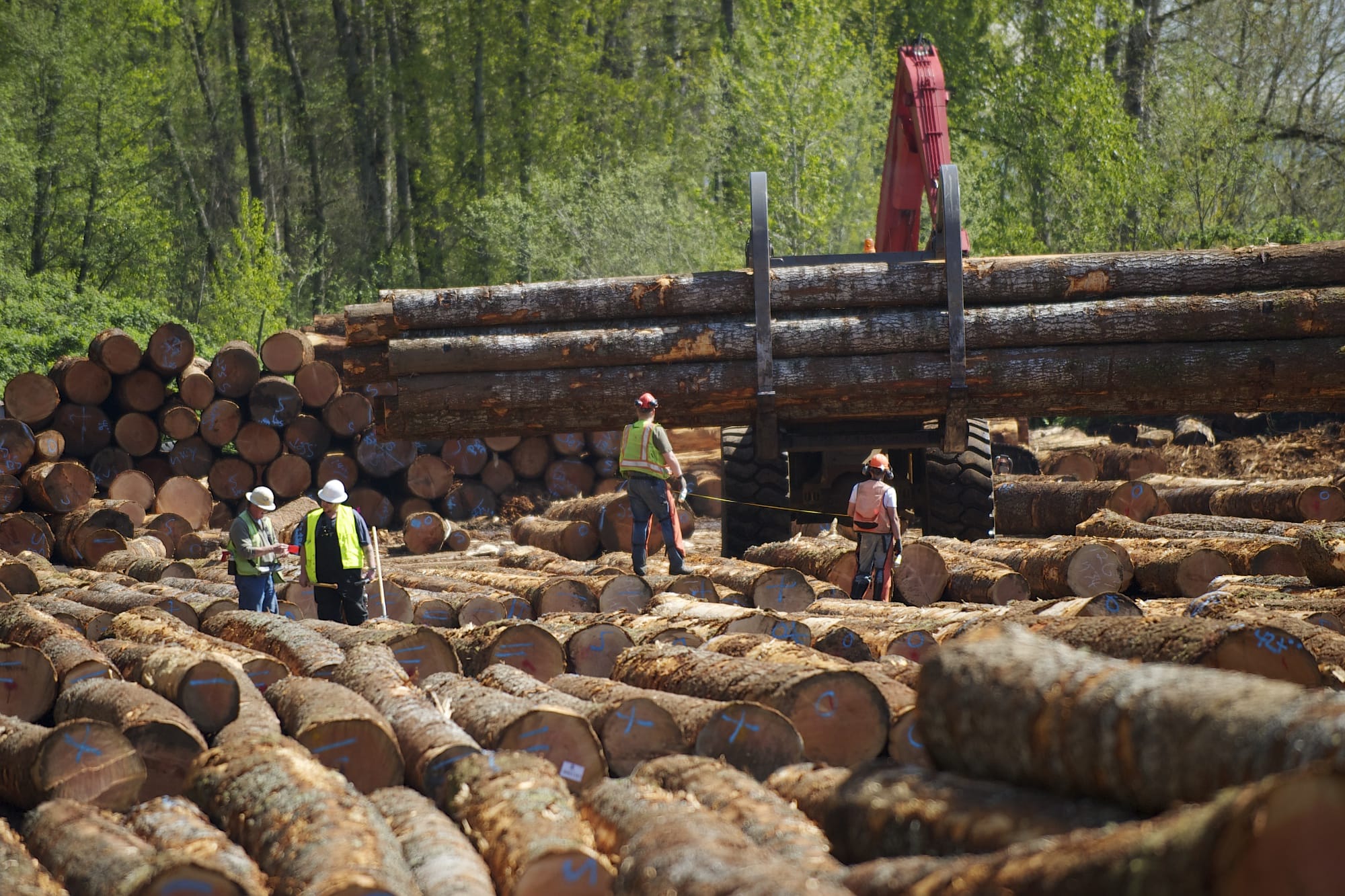 A log loader places a load of timber in a scaling-and-sorting area at Columbia Vista Corp. on Wednesday in Vancouver.
