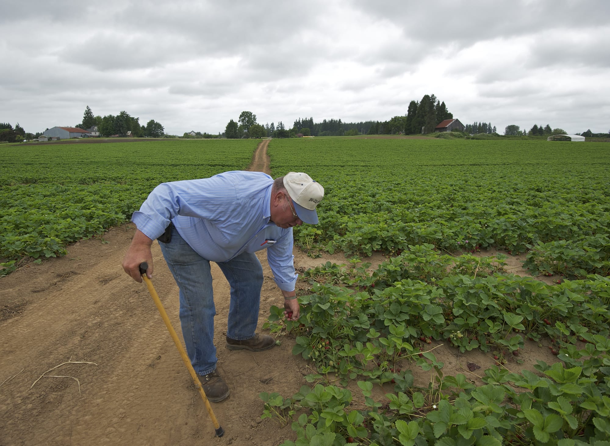 Bill Zimmerman picks a strawberry from his field at Bi-Zi Farms on Tuesday.