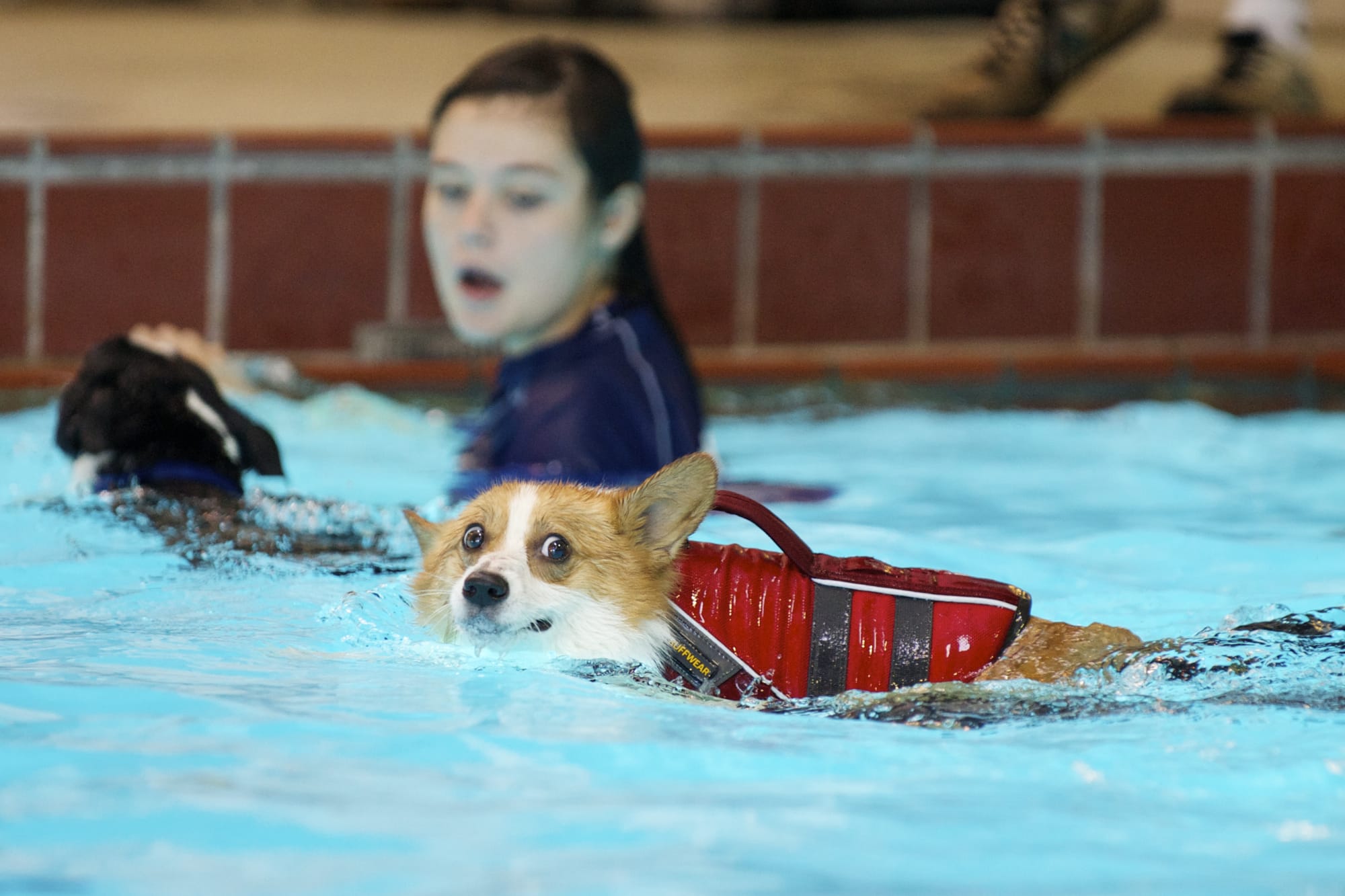 Cheddar, a 3-year-old Welsh corgi, was one of dozens of dogs that splashed in the Marshall Community Center pool Monday at the second annual Pooch Plunge in Vancouver.
