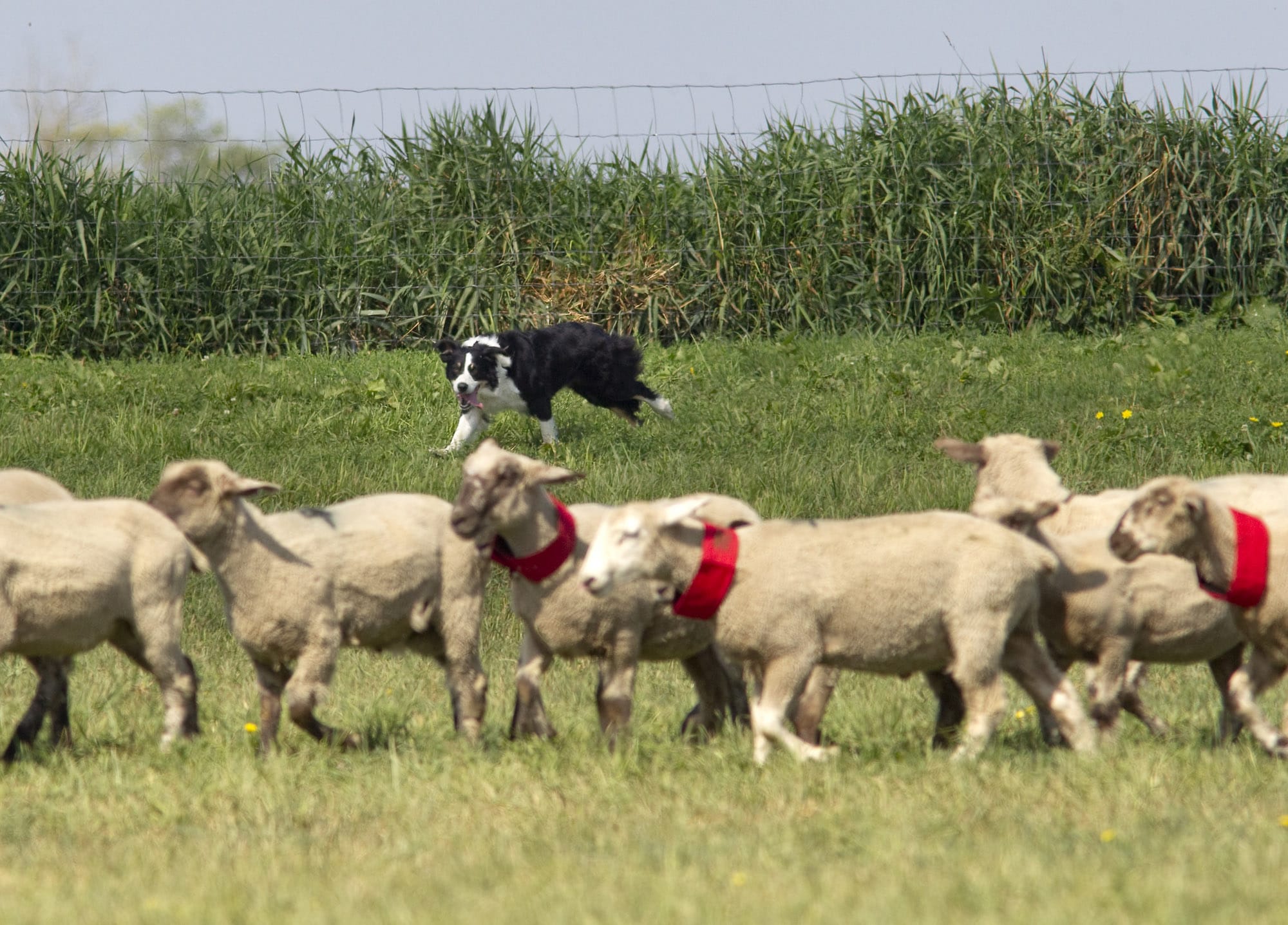 Patrick Shannahan's dog Vangie herds lambs at the Lacamas Valley Sheep Dog Trial in Camas on Sunday.