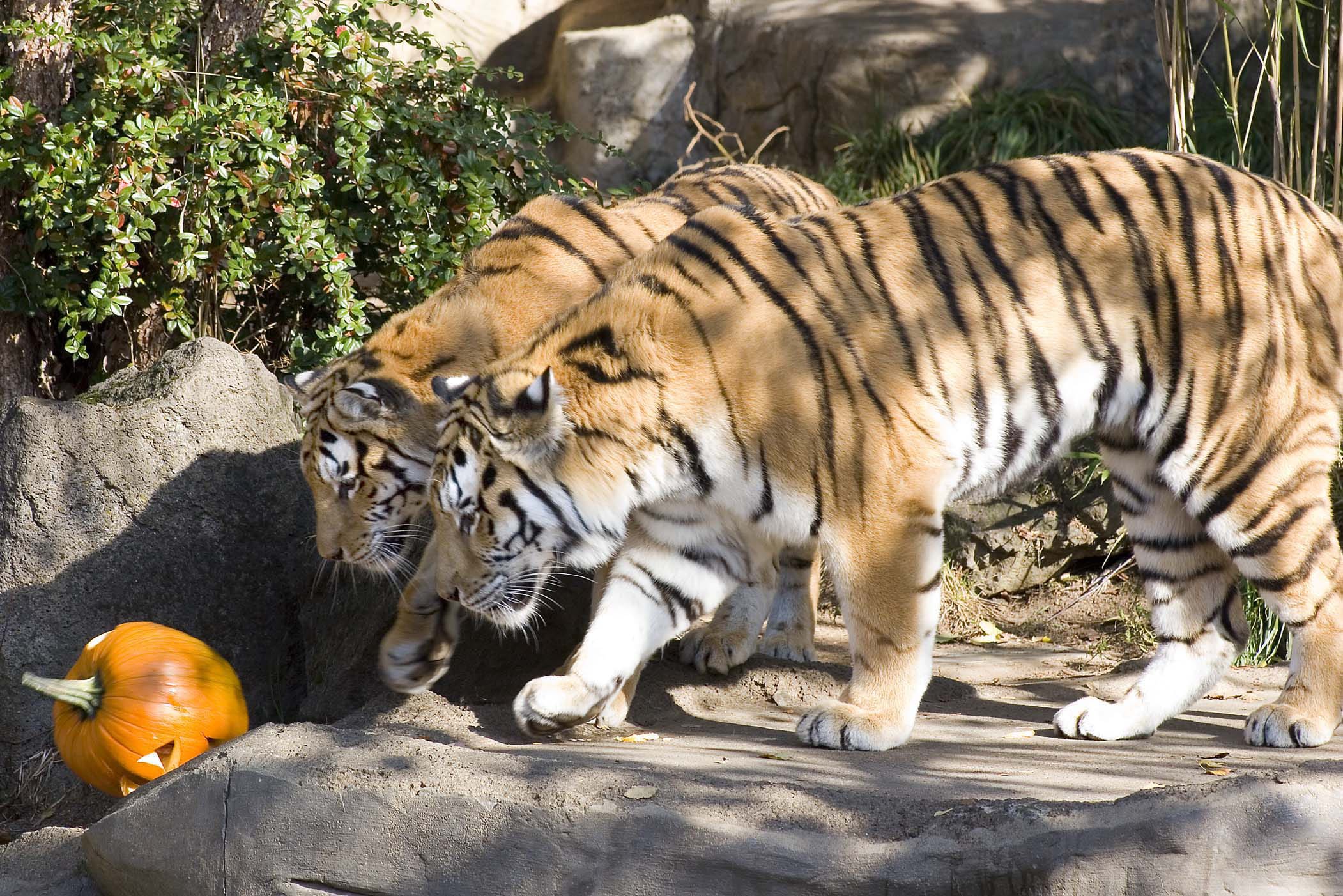 The Oregon Zoo's Amur tigers, Nicole, back, and Mikhail, celebrate their birthdays with Halloween-themed treats in October 2009.