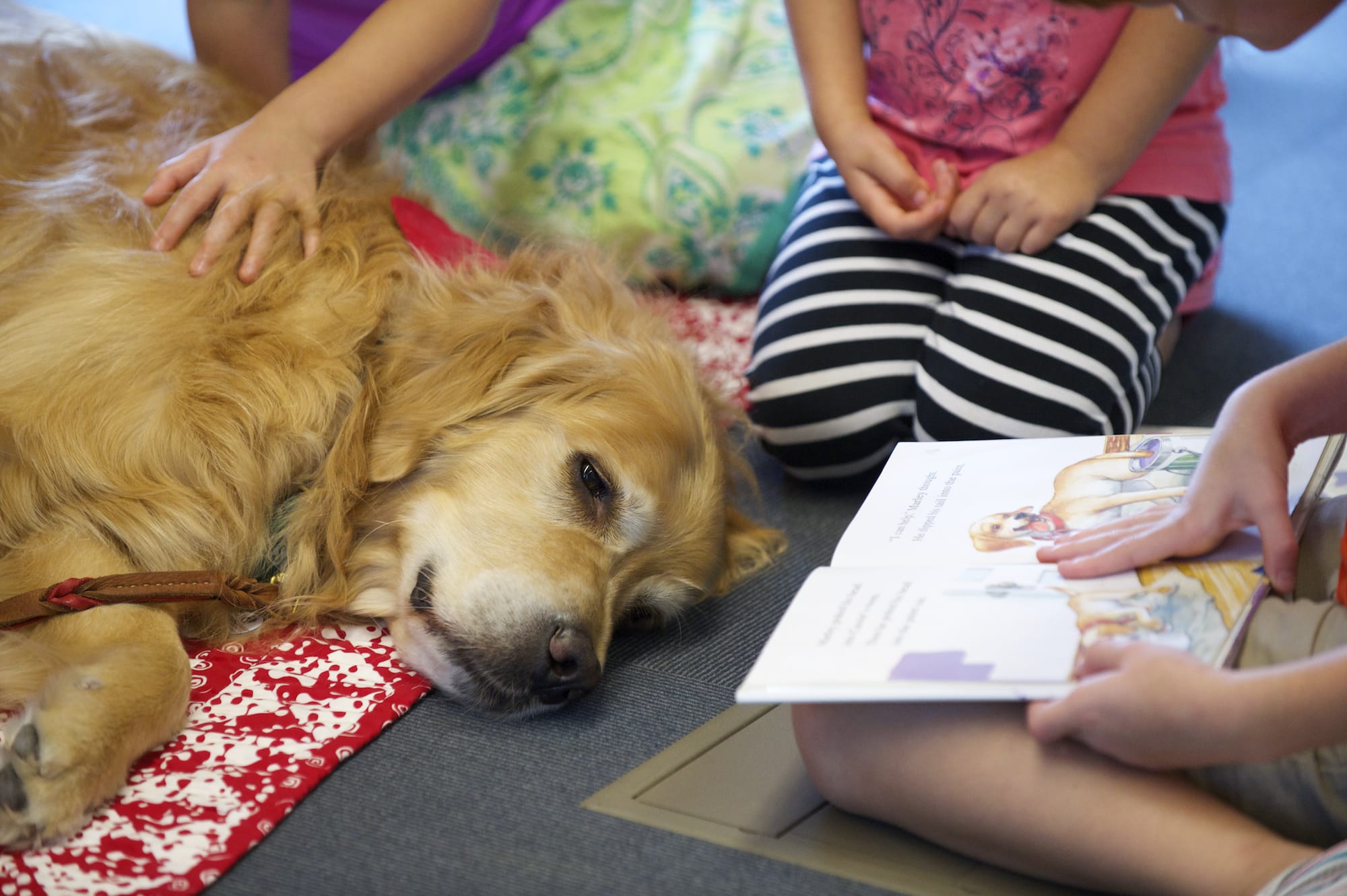 Children practice their reading skills with therapy dog Crunch, a 7  1/2  year-old golden retriever, at the Vancouver Community Library Wednesday.