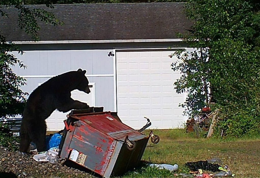 A bear was caught on a game camera knocking over a dumpster and rummaging through the trash at a home in east Washougal.