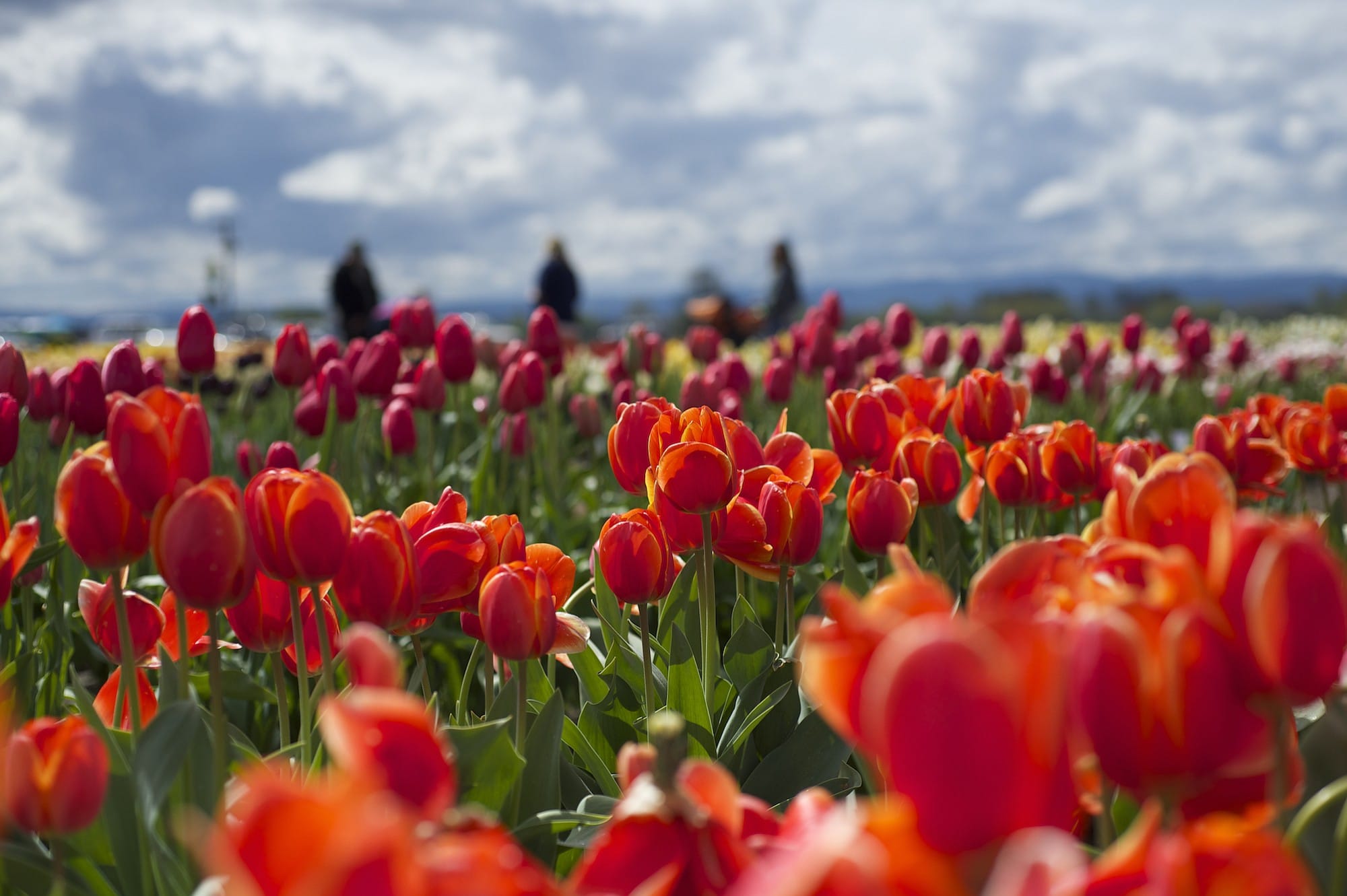 People visit the fields of tulips at Holland America Bulb Farm in Woodland on April 6.