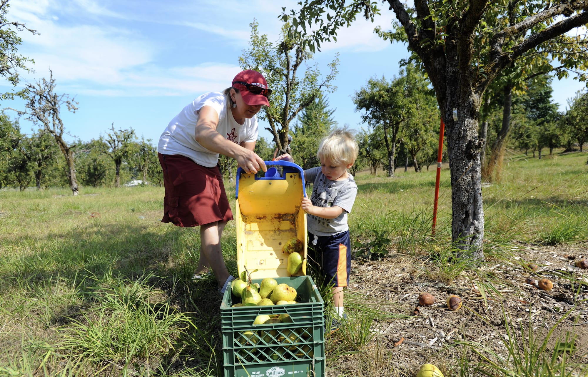 Jane Kleiner, left, helps 2 1/2 -year-old son Jake unload his dump truck while harvesting pears and cleaning up fallen fruit at Foley Park in Felida on Aug.